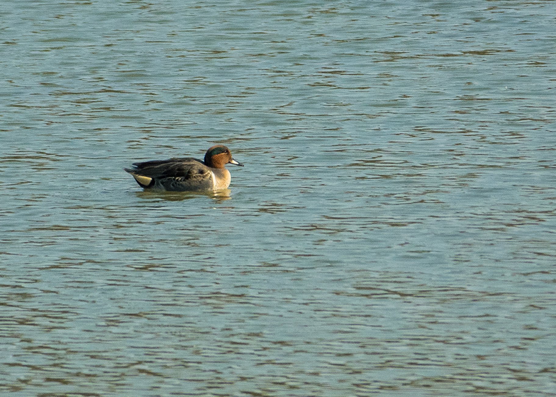  The male green-winged teal was off in another part of the sanctuary, quite far off from the females. 