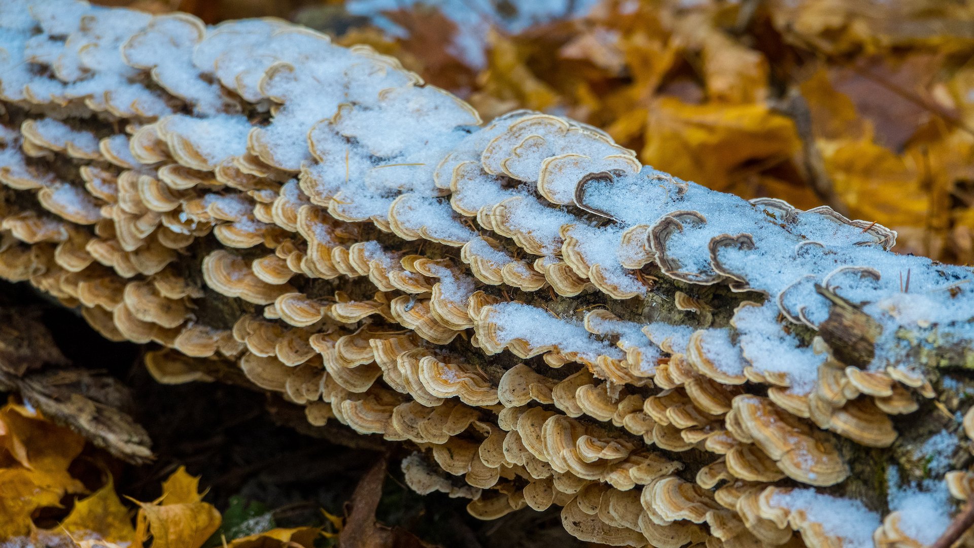  Some cool mushrooms, all frosted over. 