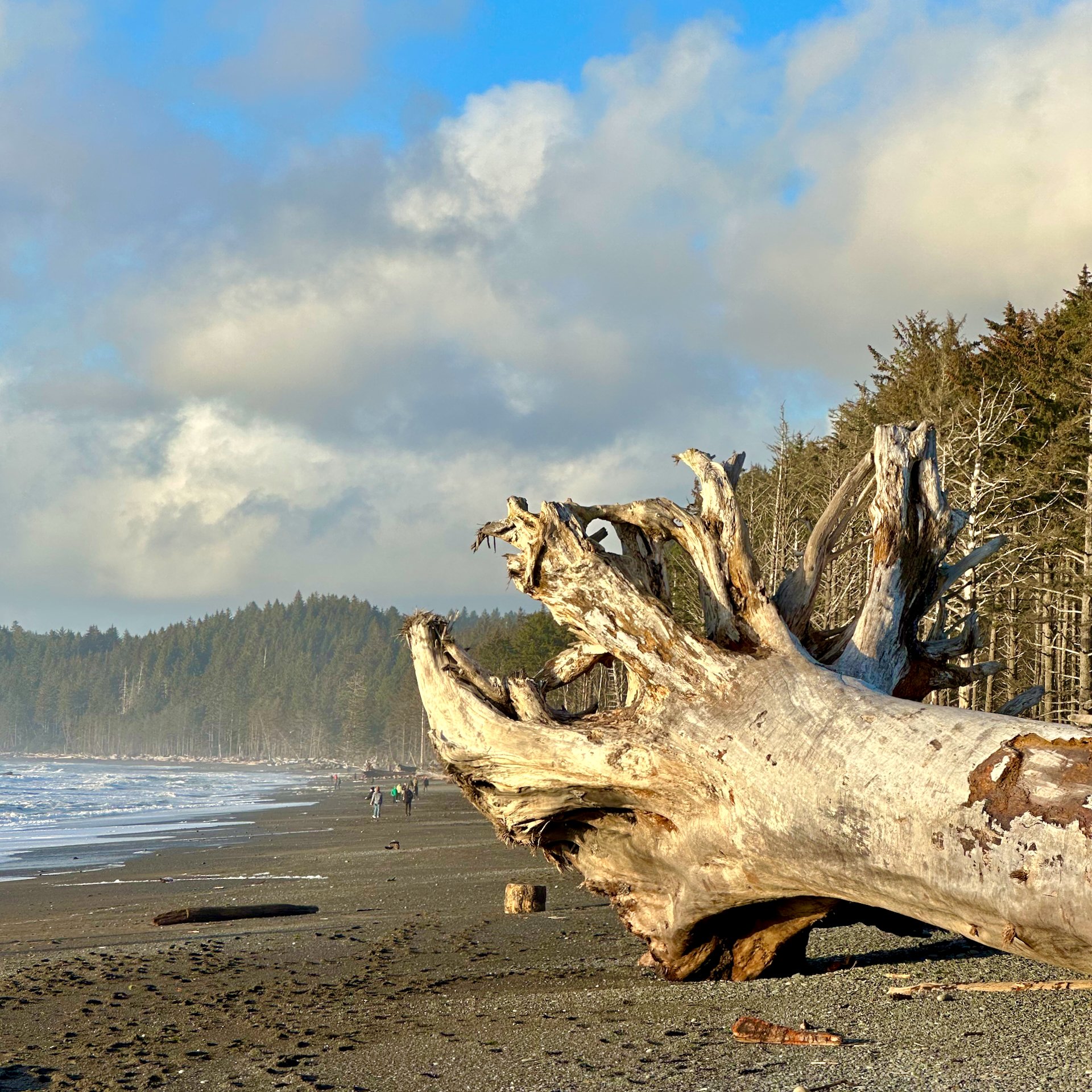  It’s a bit scary to think of the forces that pulled this tree out of the ground and washed it up on the beach. 