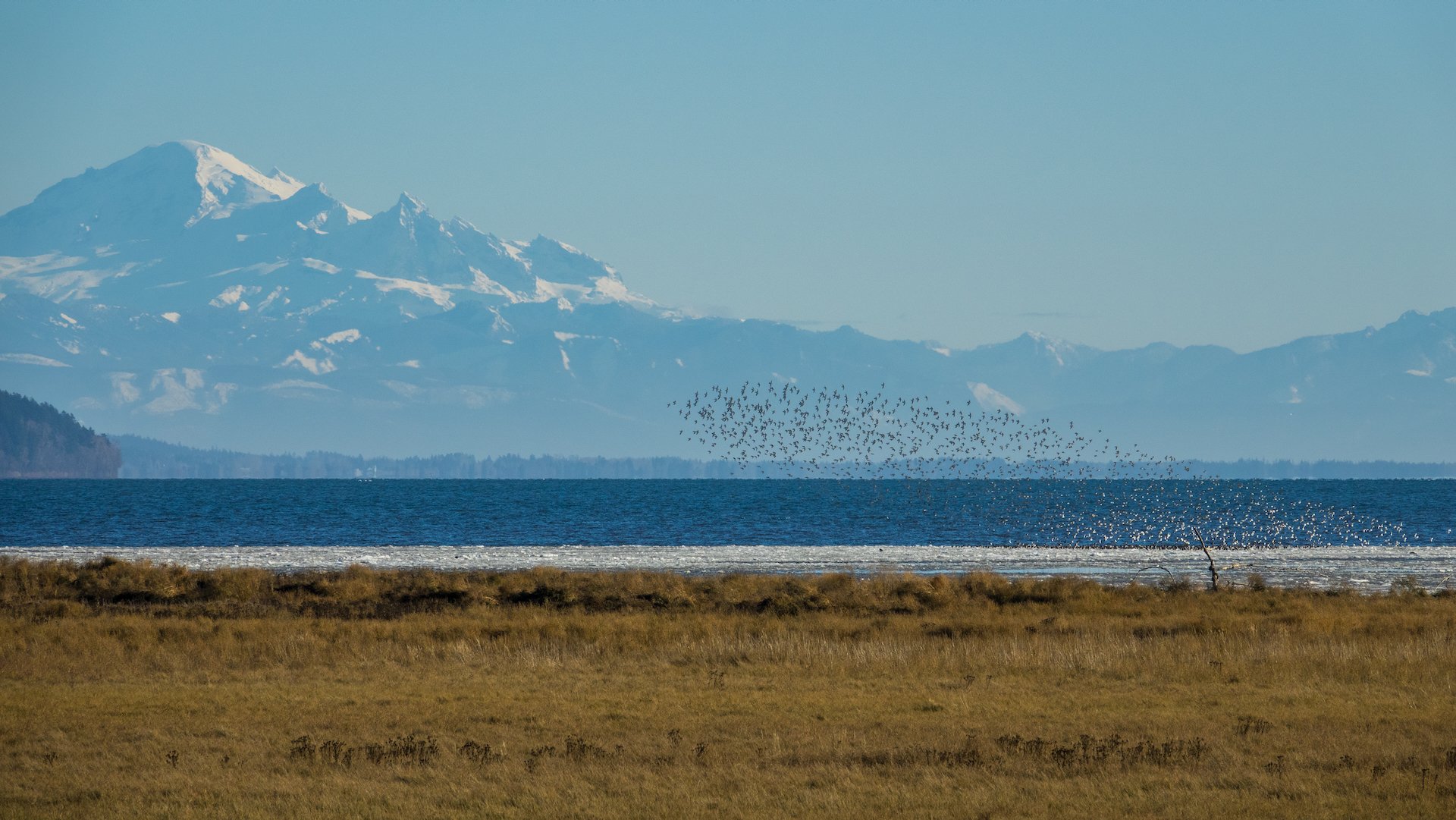  There were huge flocks of shorebirds that kept wheeling about along the shoreline. 