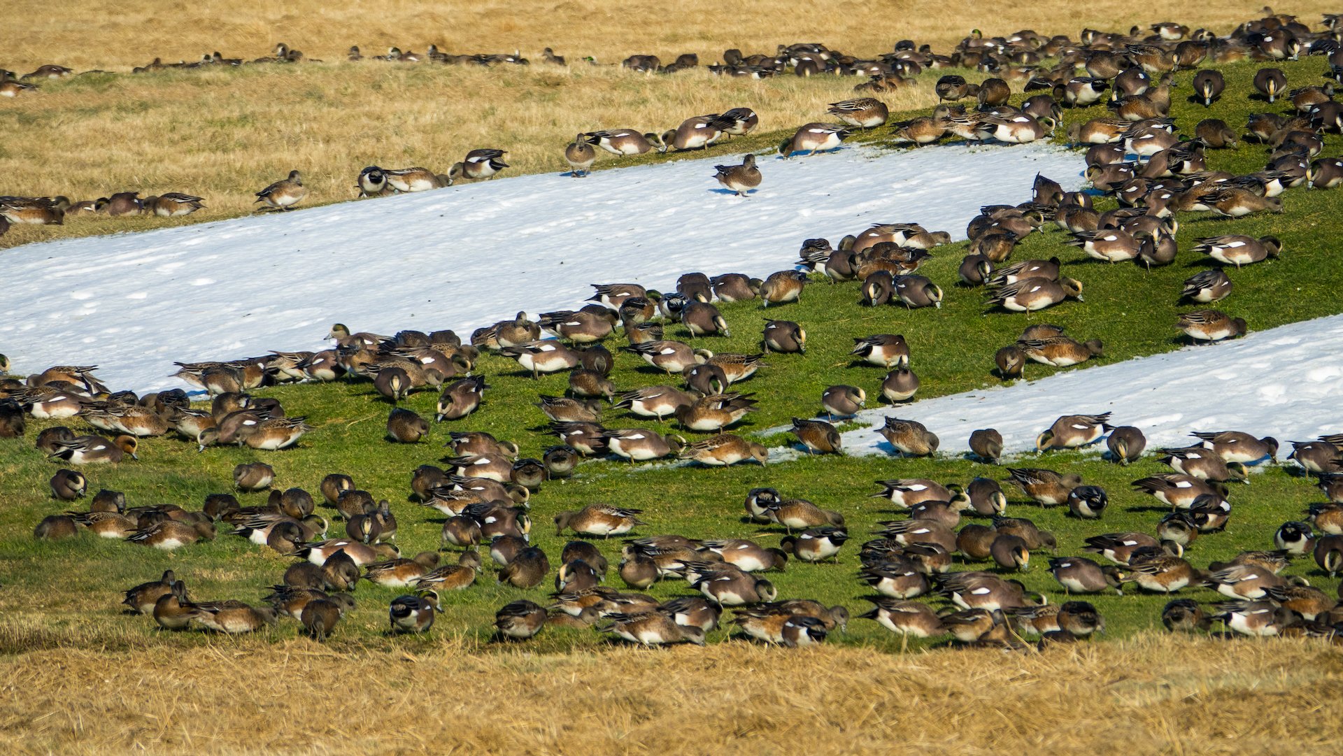  They seemed to be grazing on the still-green grass, among the snow.  