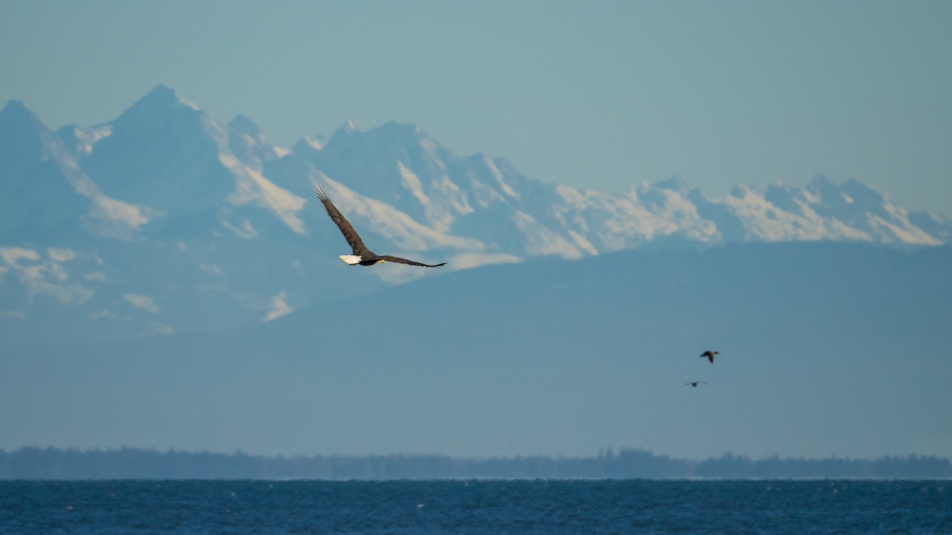  Eagles soaring over the tidal marshes and in front of the mountains.  