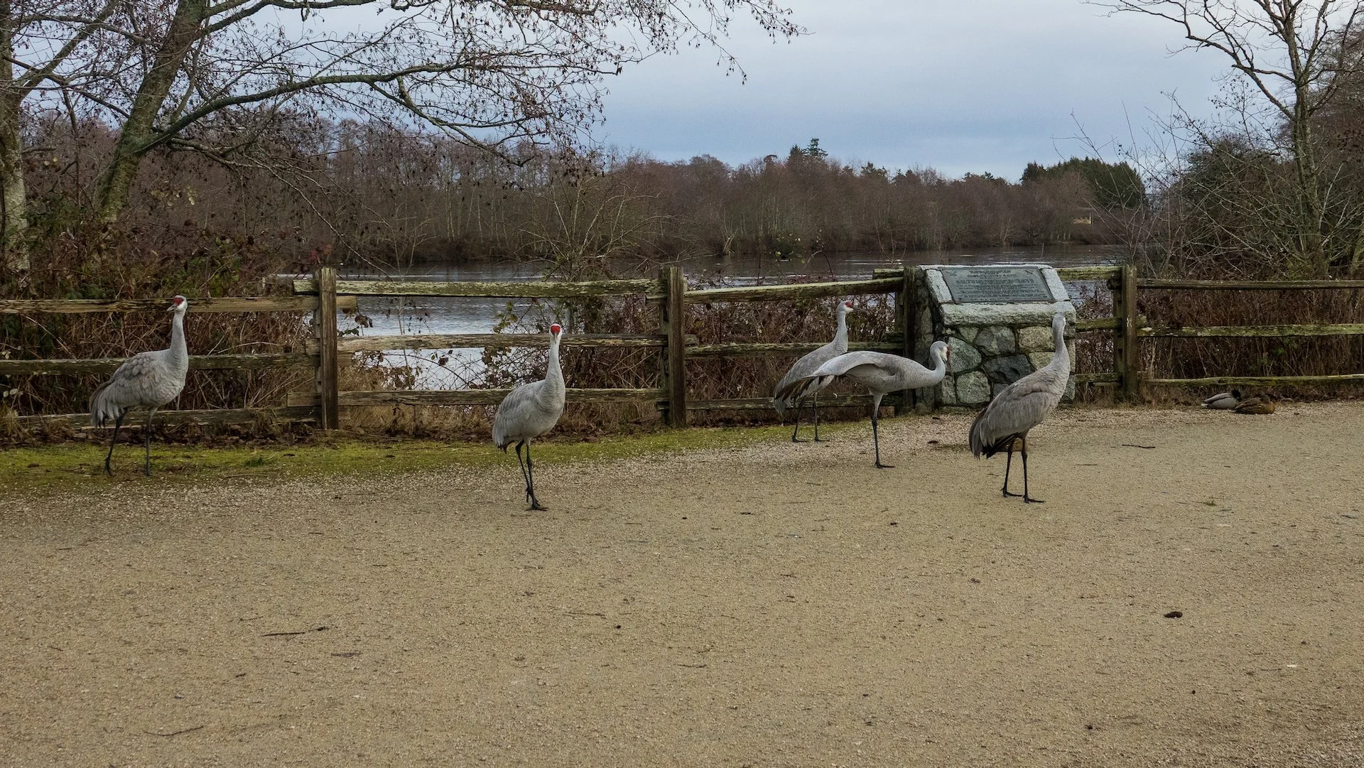  The small flock at the main entrance.  