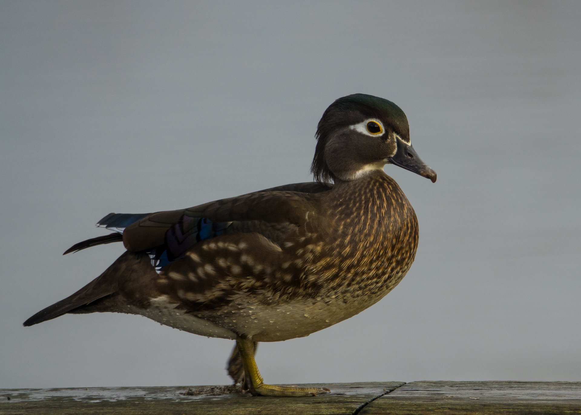  Female Wood Duck 