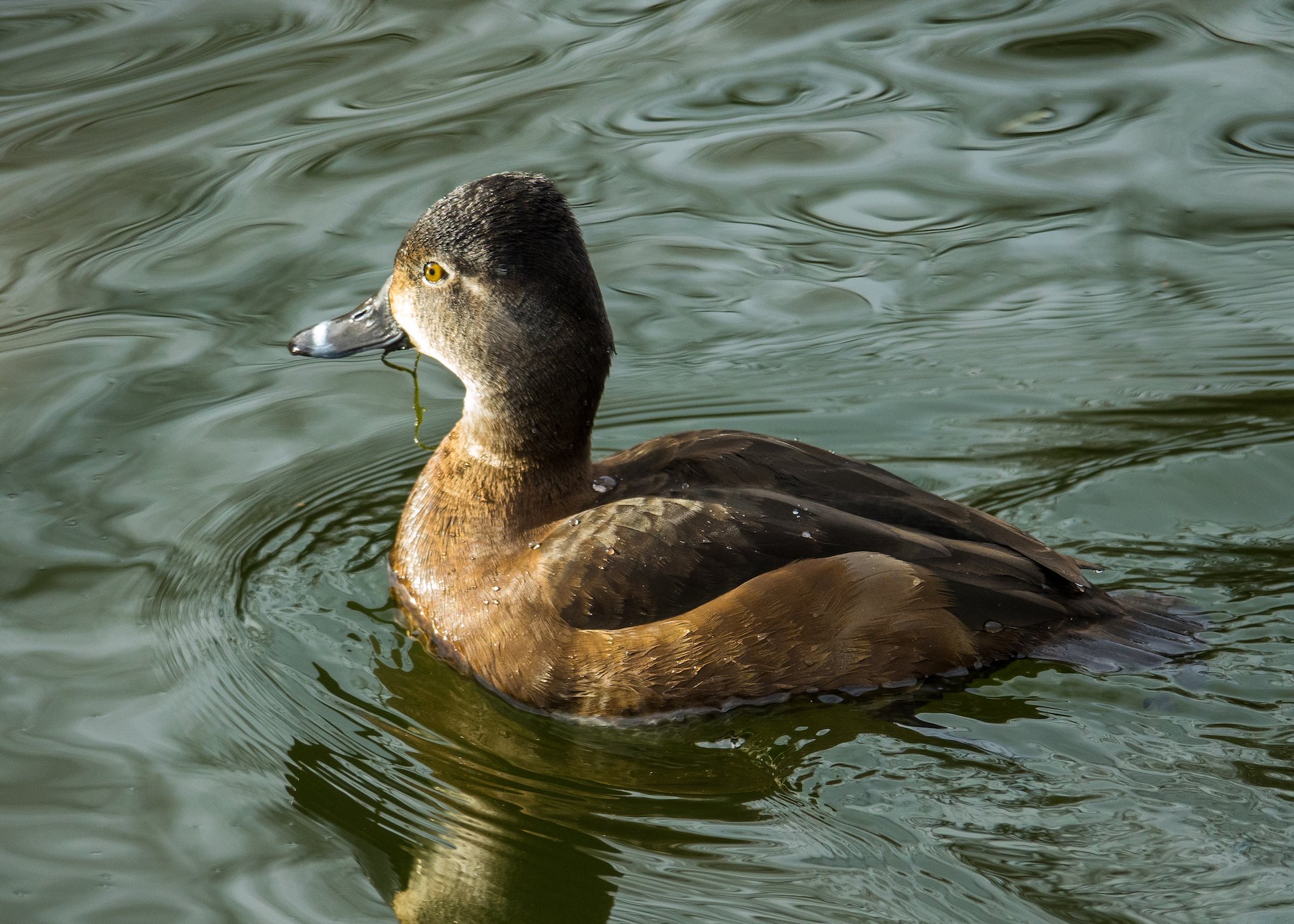  Female Ring-necked Duck 