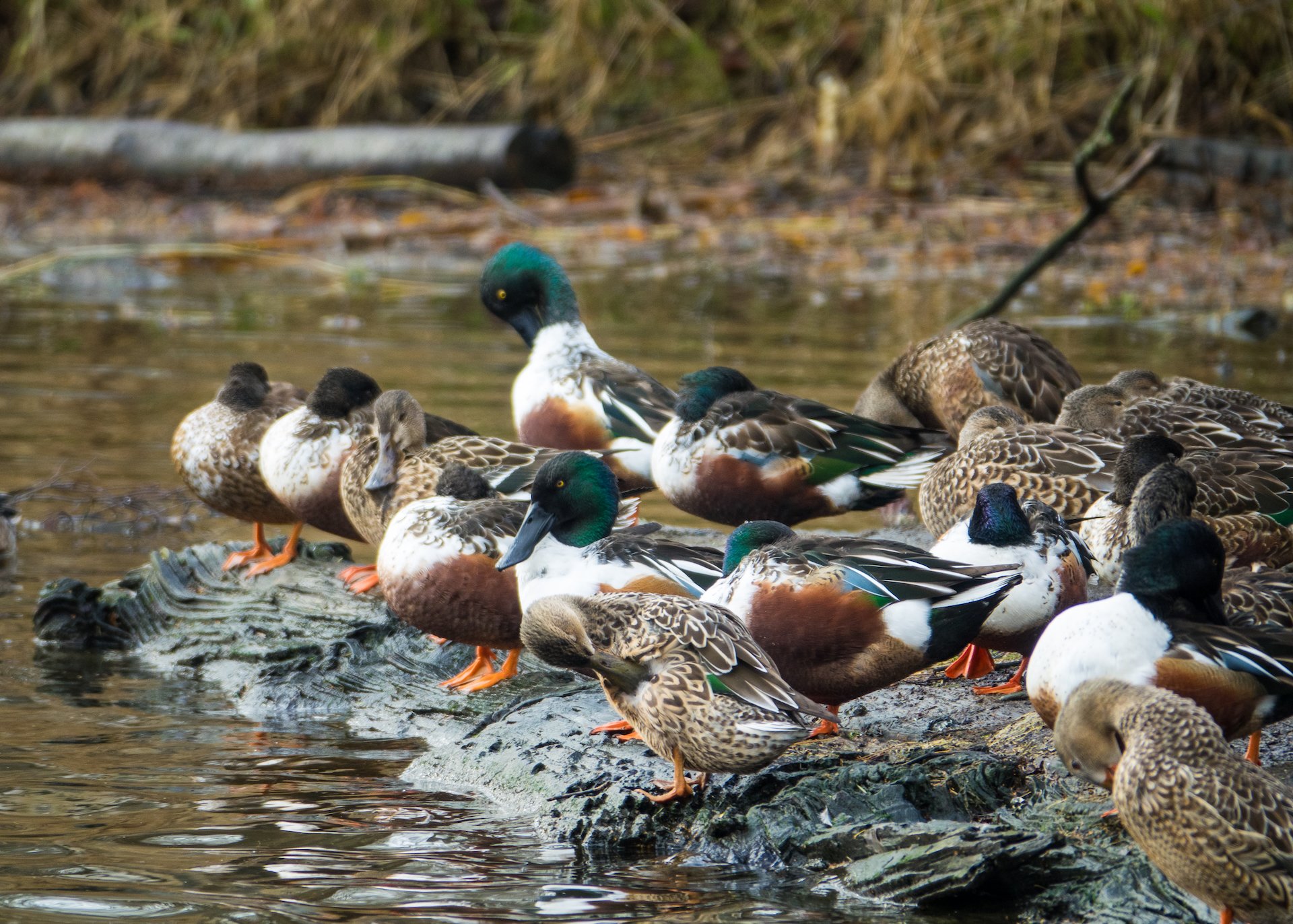  I do like the shovelers. While they look mostly like mallards, that  beak is so cool! 