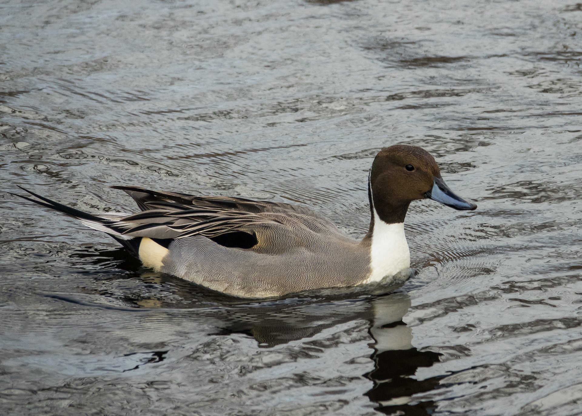  Male Pintail 