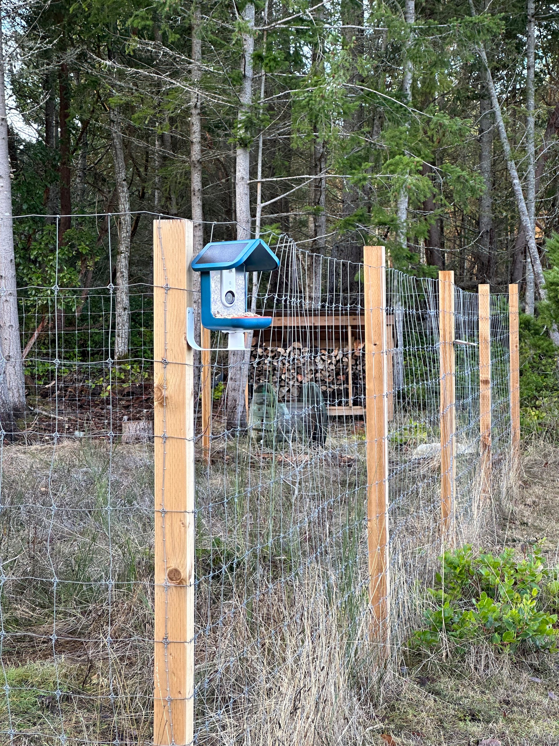  We also needed to move the Bird Buddy feeder to a different spot. It was in the forest, but it wasn’t getting enough light to charge. So we moved it over to the edge of the orchard. It will take a little while for the birds to re-discover it. 