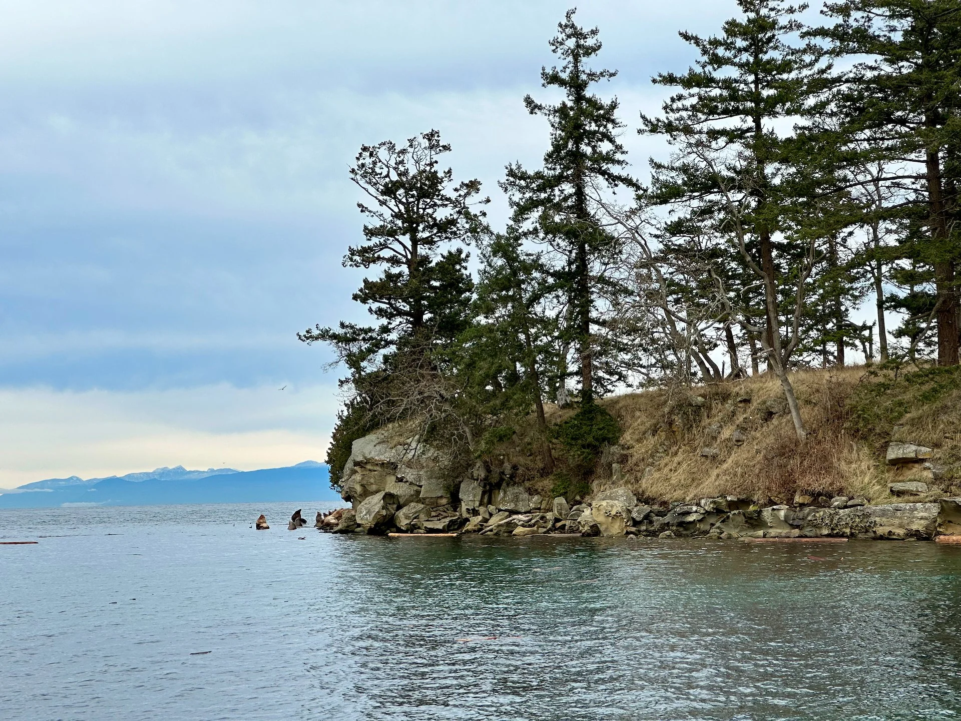  With the tide being so high, the usual point was now an island. We wouldn’t be getting close to the sea lions today. 