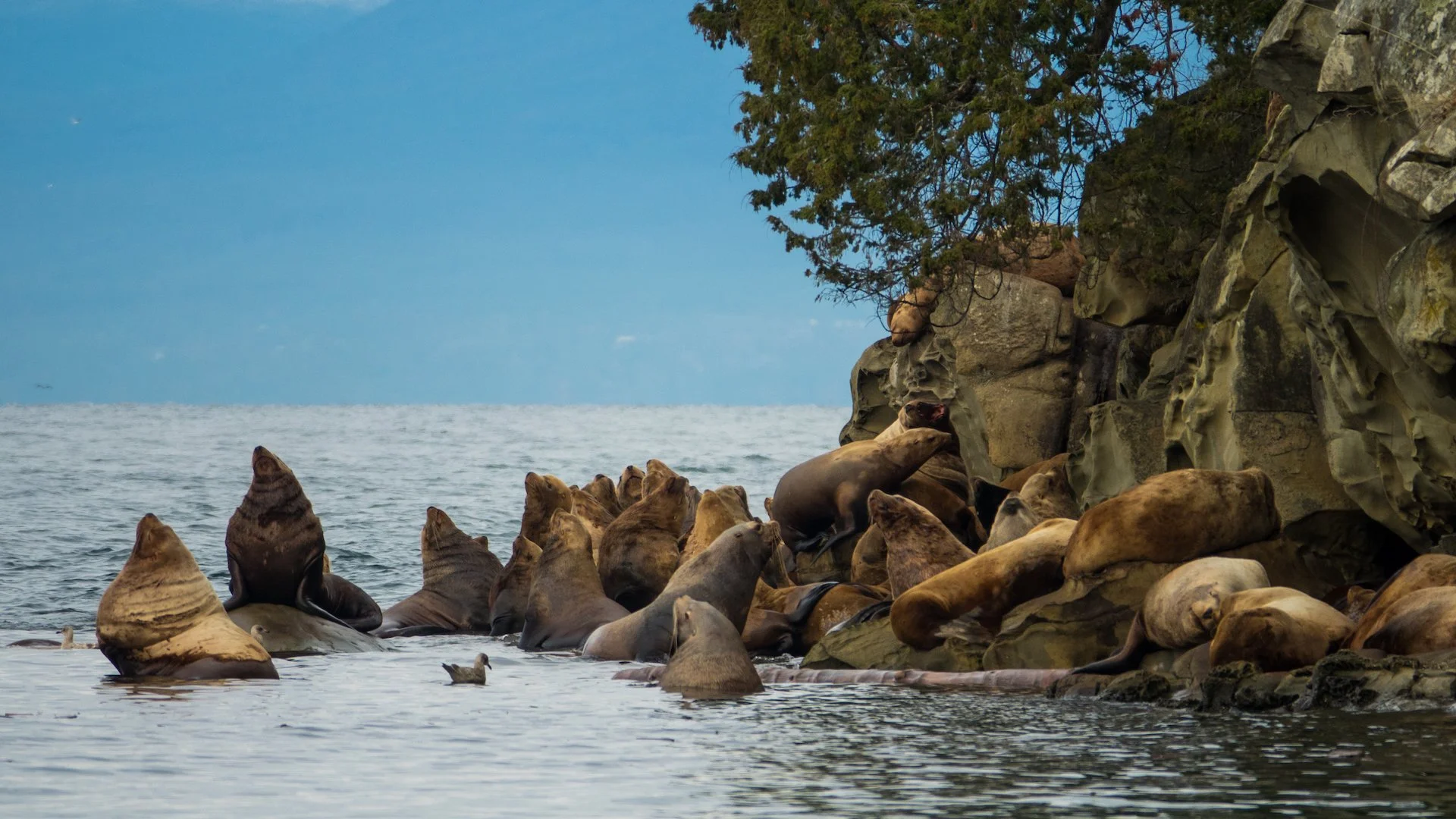  The two big males out at the point are just massive! 