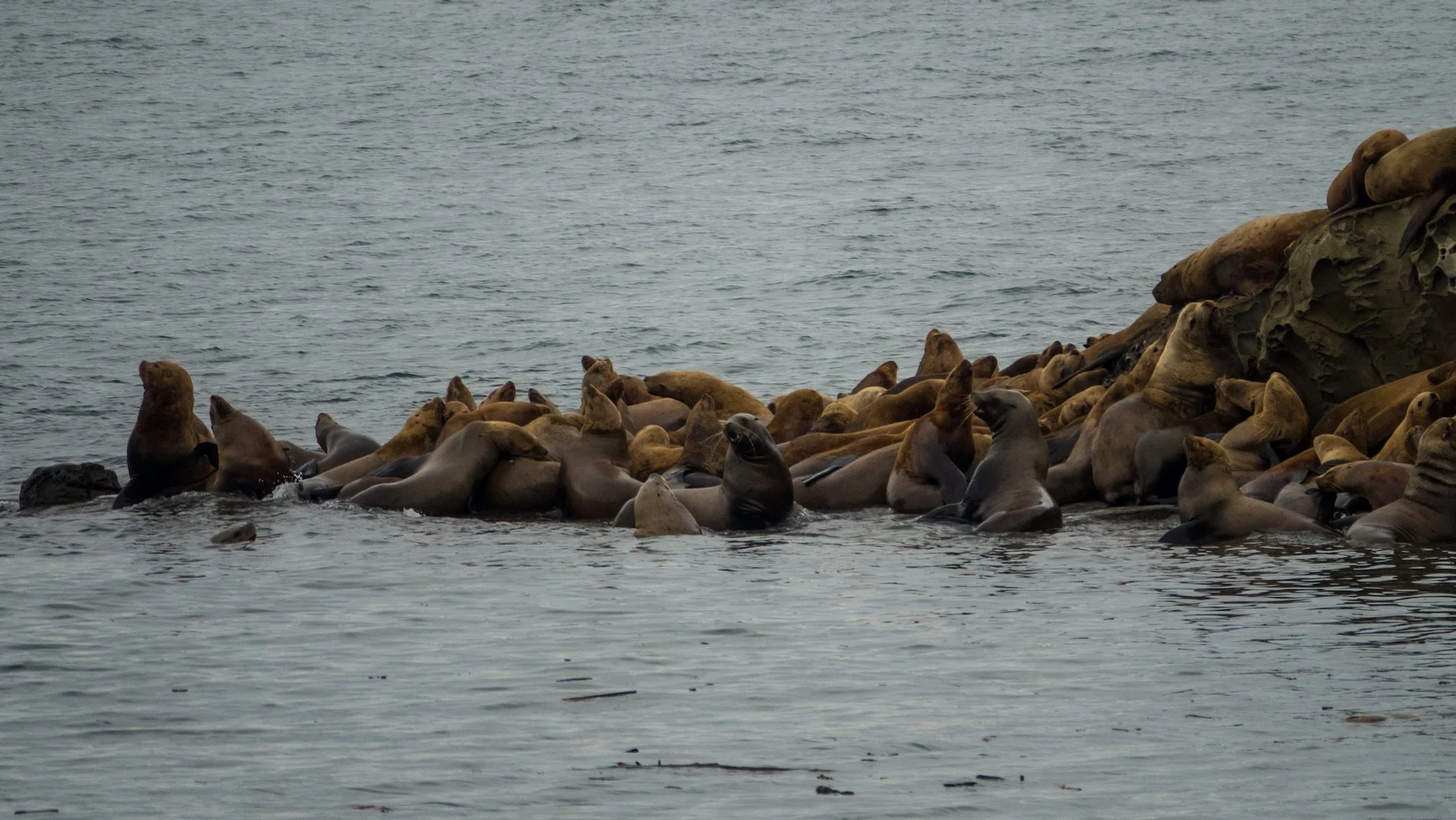  It’s really quite a congregation of big animals, all in a pretty small space. 