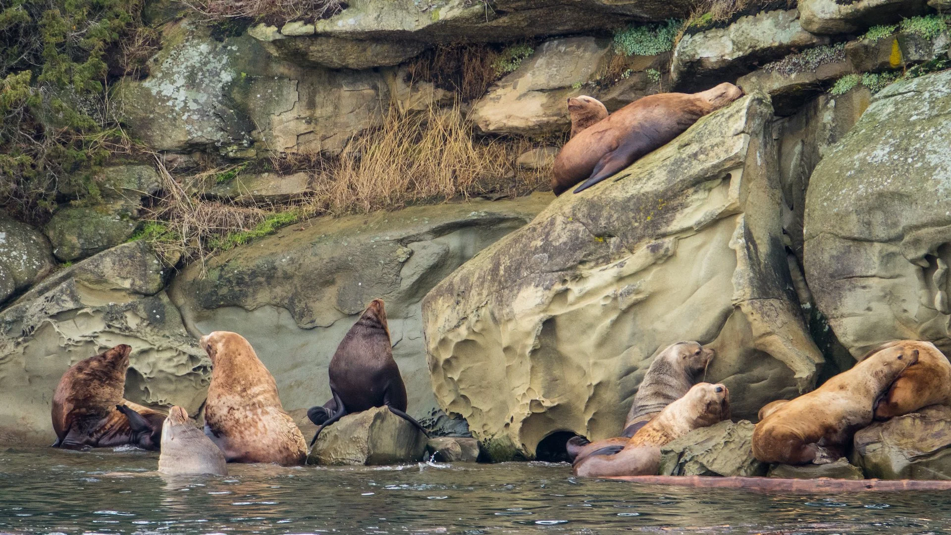  This small group was just hanging out at the edge of the island. 
