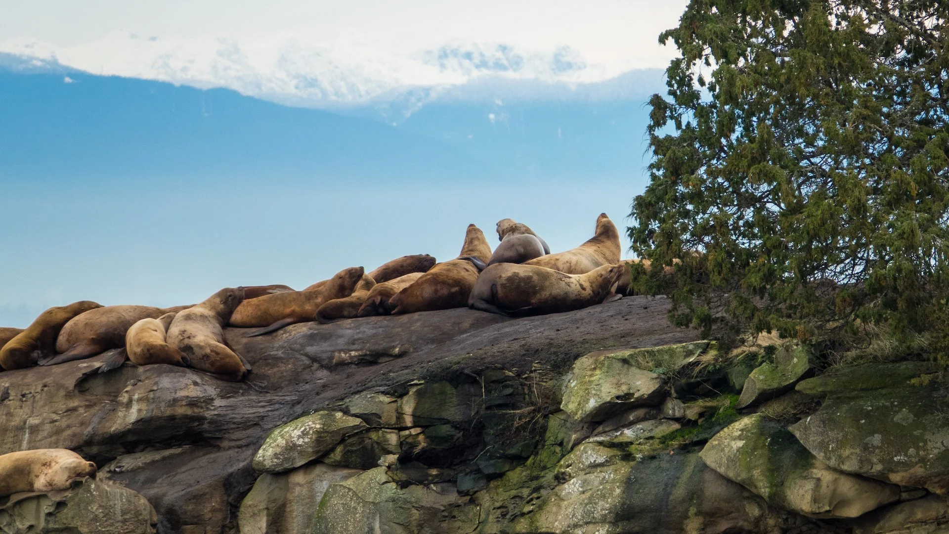  How do they get up there? 