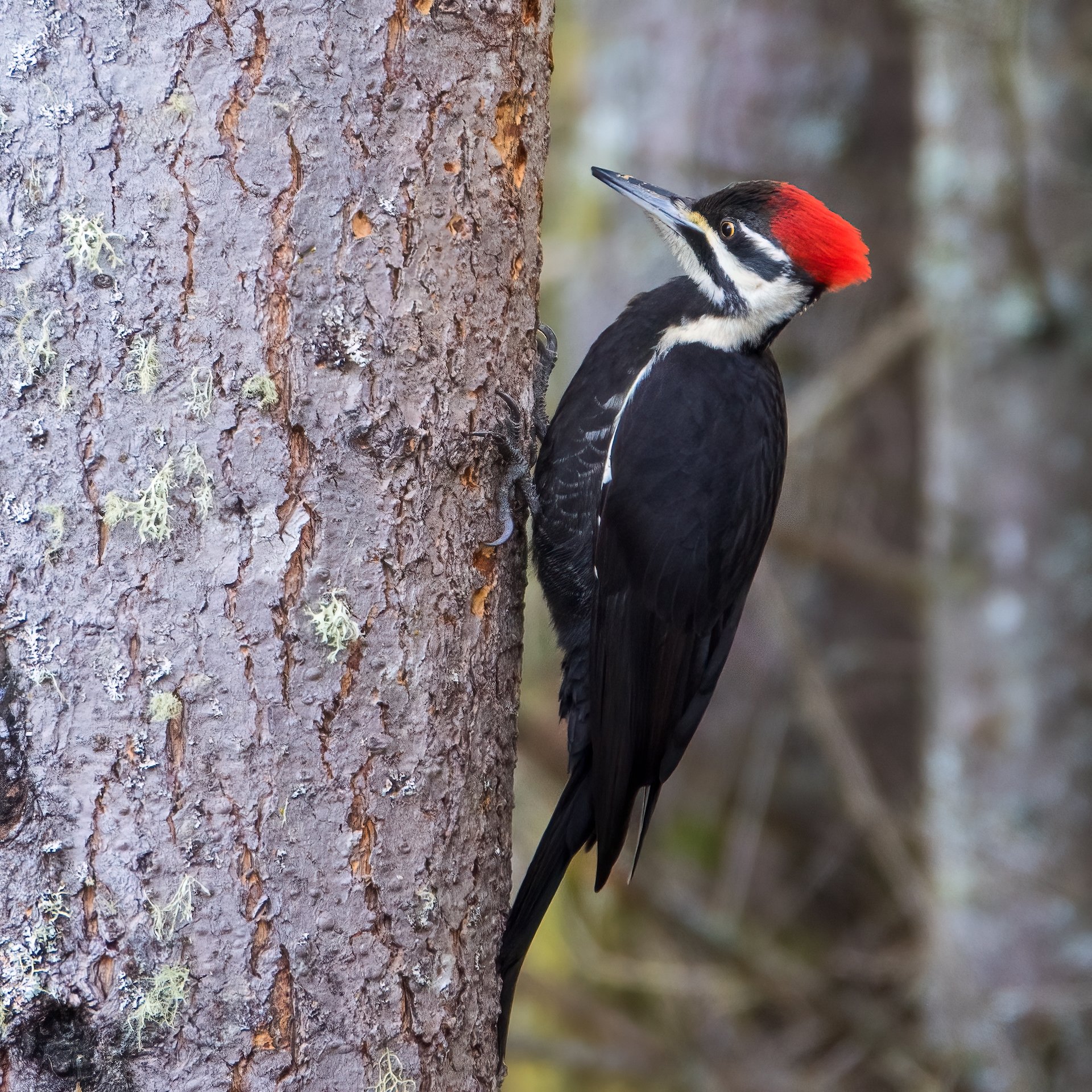  The pileated woodpecker stopped by for a visit and I got some good shots. 