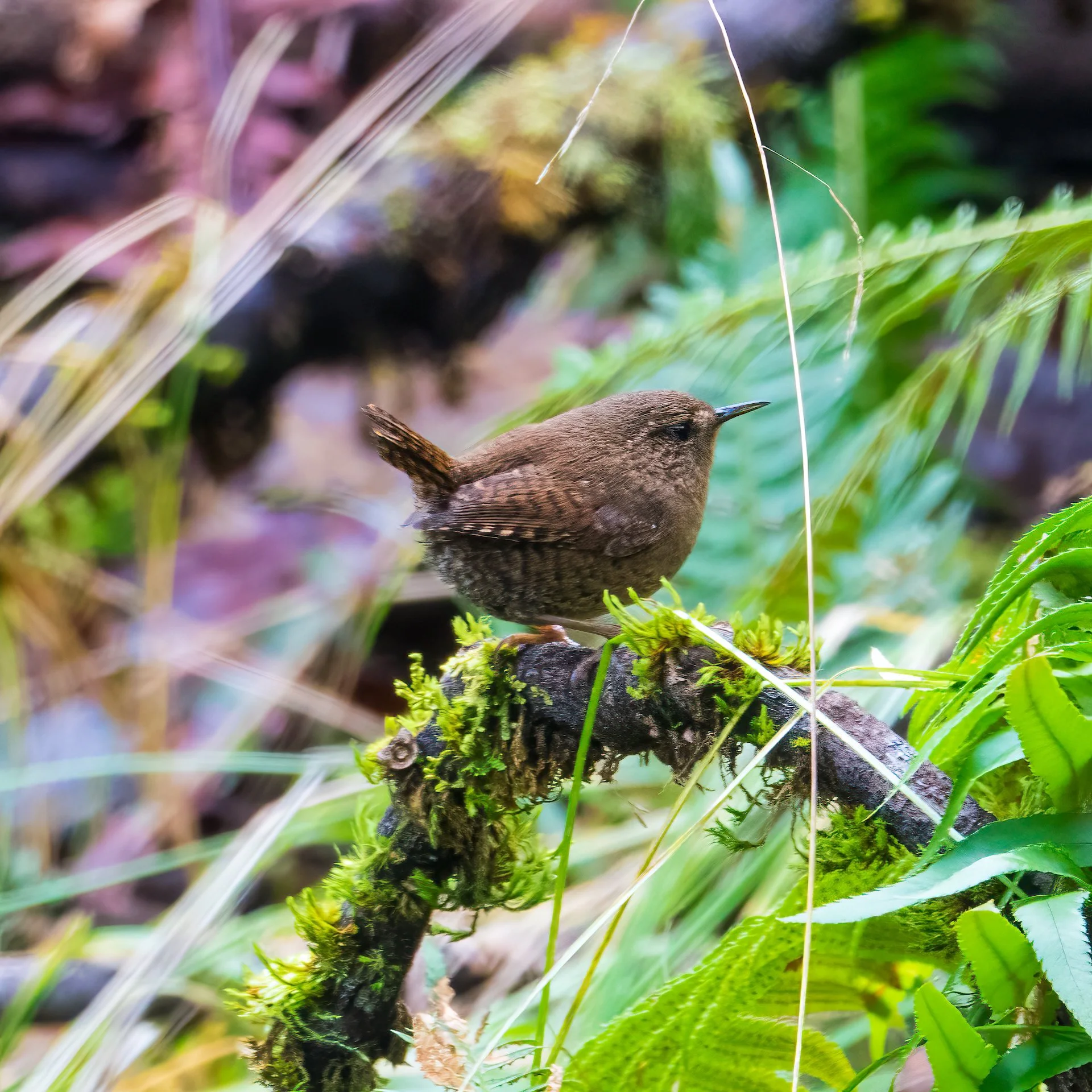  Winter wren 