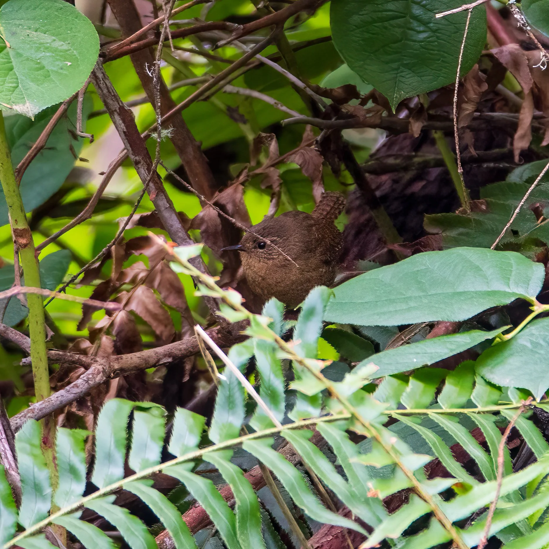  As usual, the little guy was hiding in the bushes. 