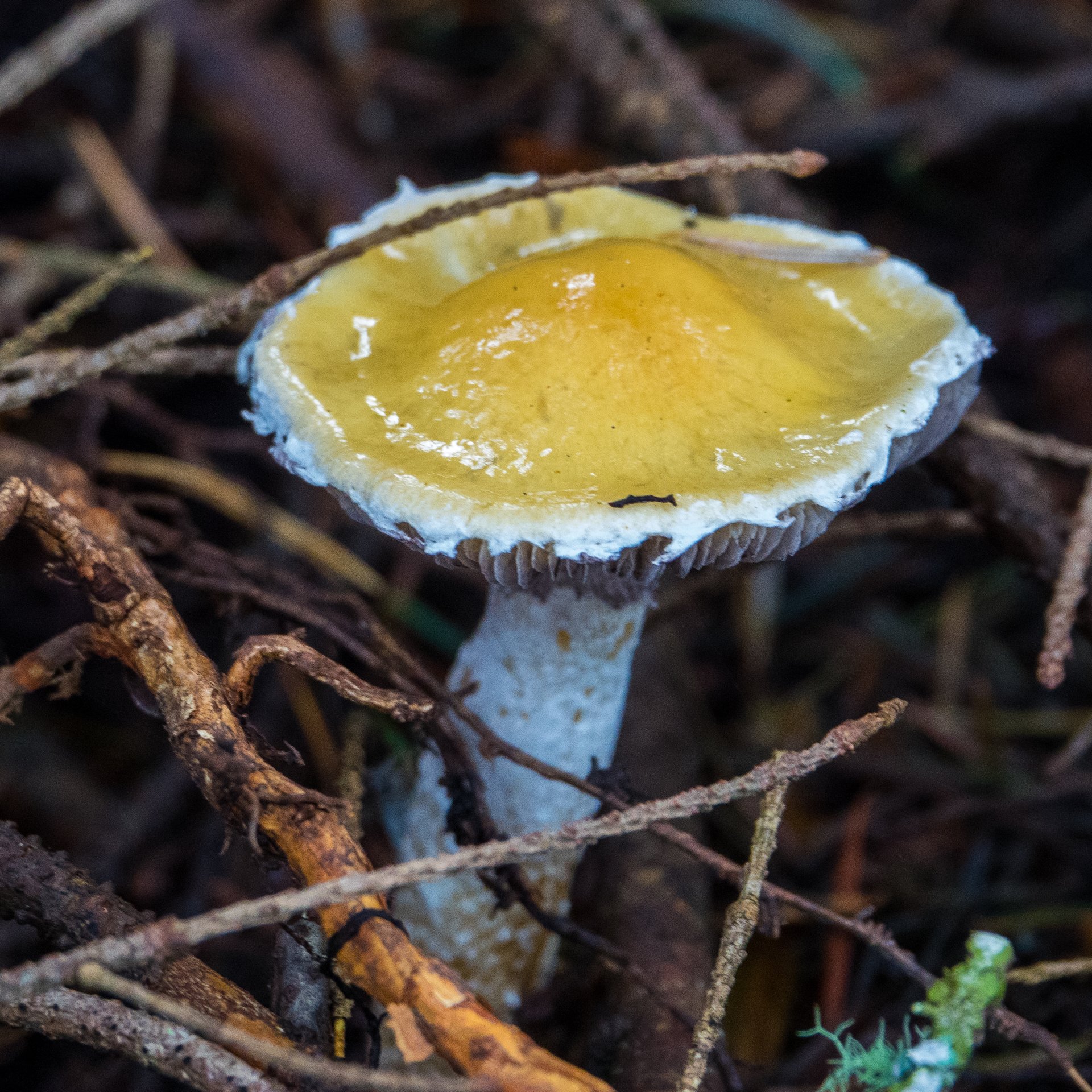  A cool mushroom. 