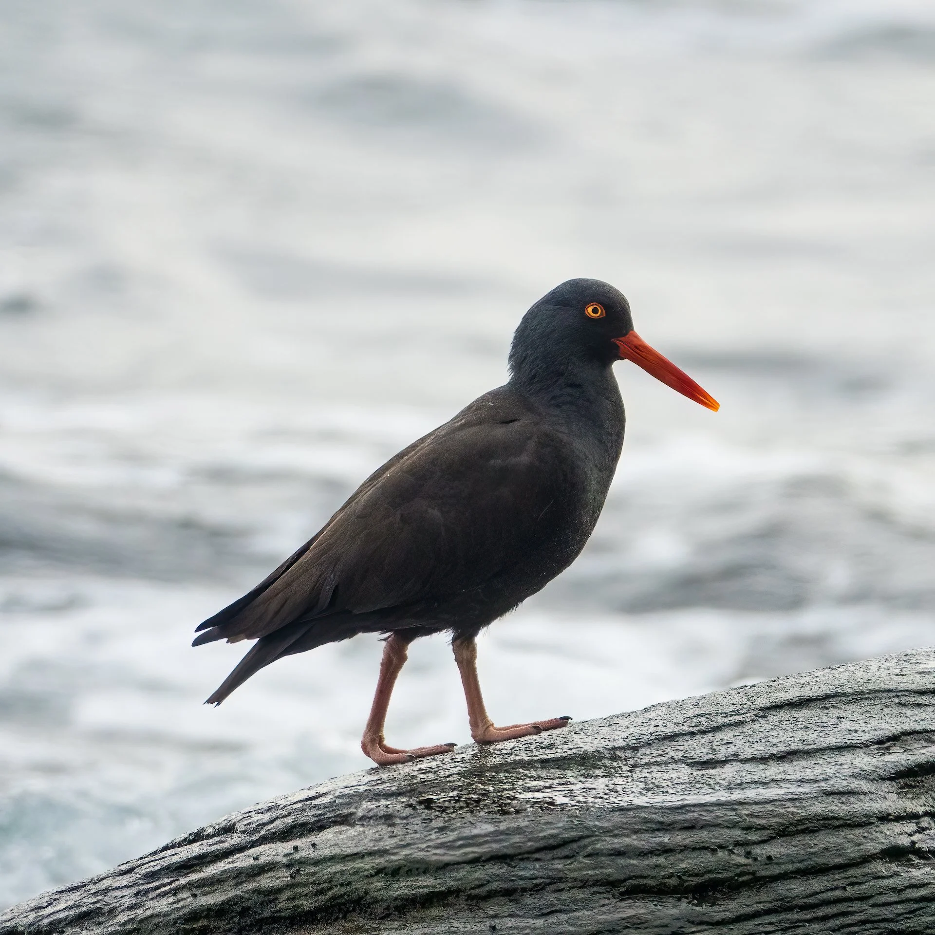  When I got down to the beach, there was a small flock of black oystercatchers. 
