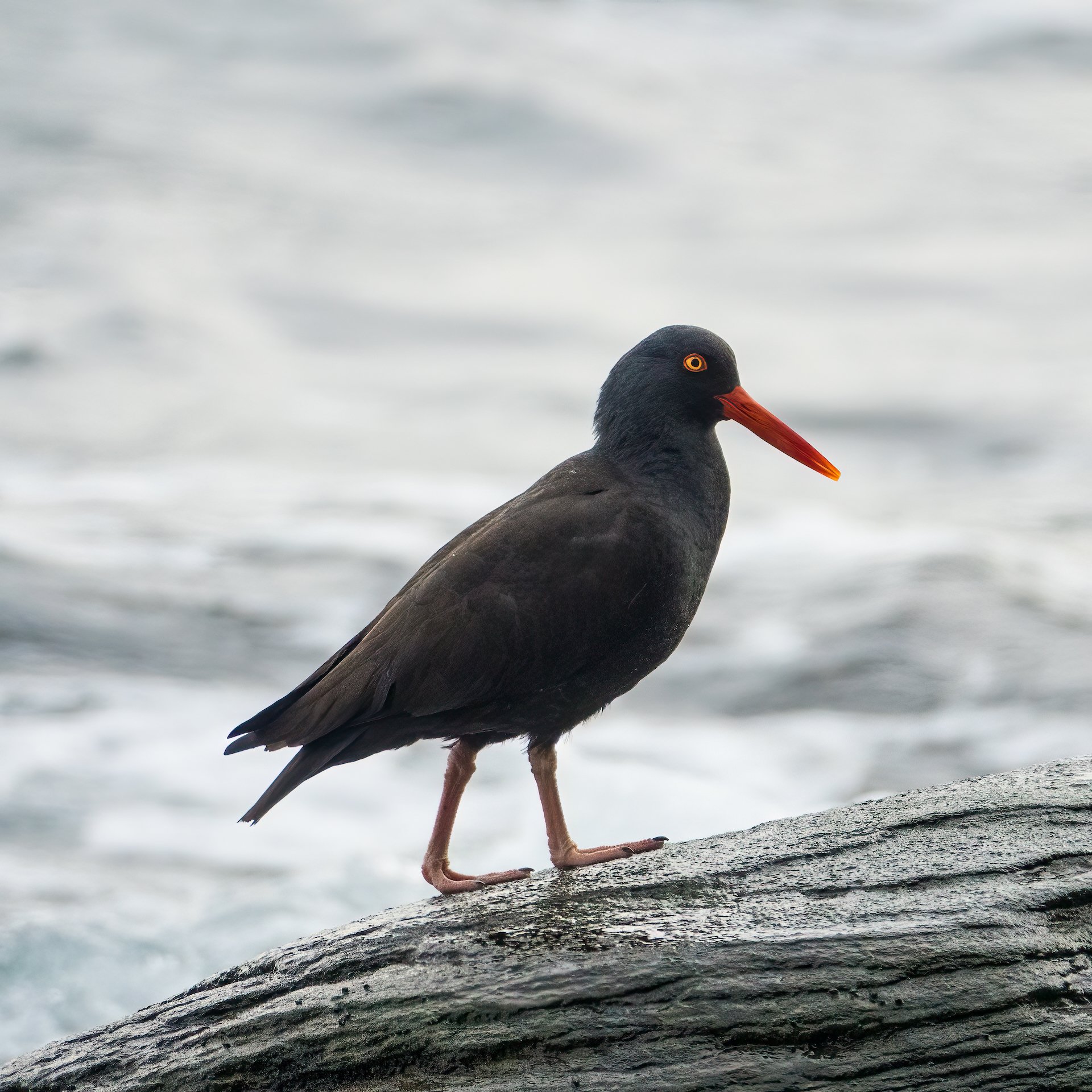  When I got down to the beach, there was a small flock of black oystercatchers. 