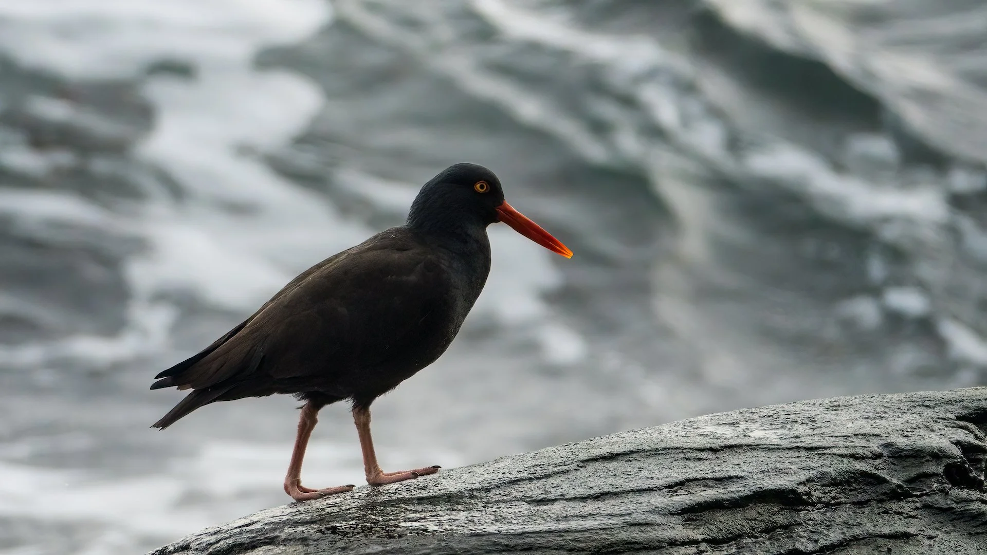 2023 01 New Years - 65.jpeg