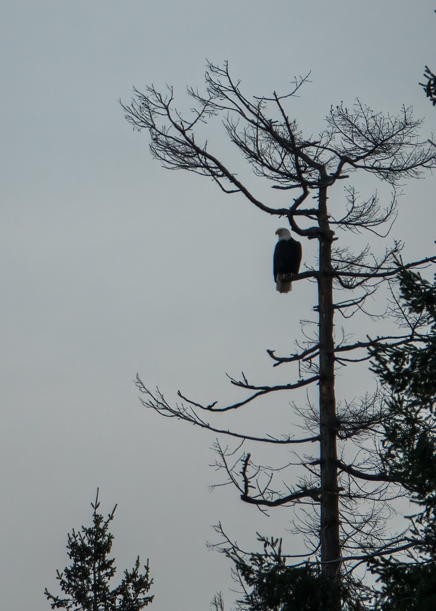  Eagle in the trees down at the water’s edge. 