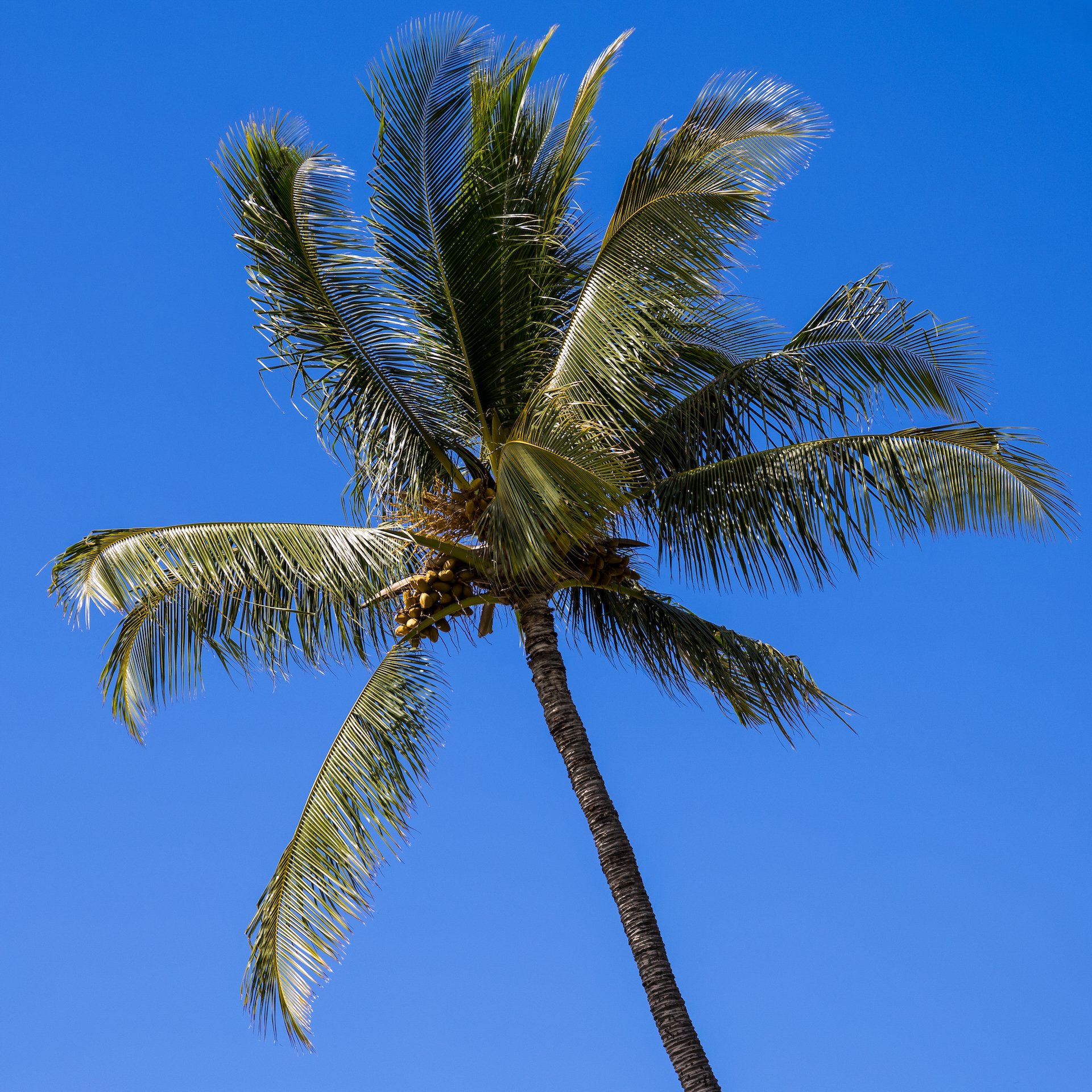  Palm trees on the beach. 