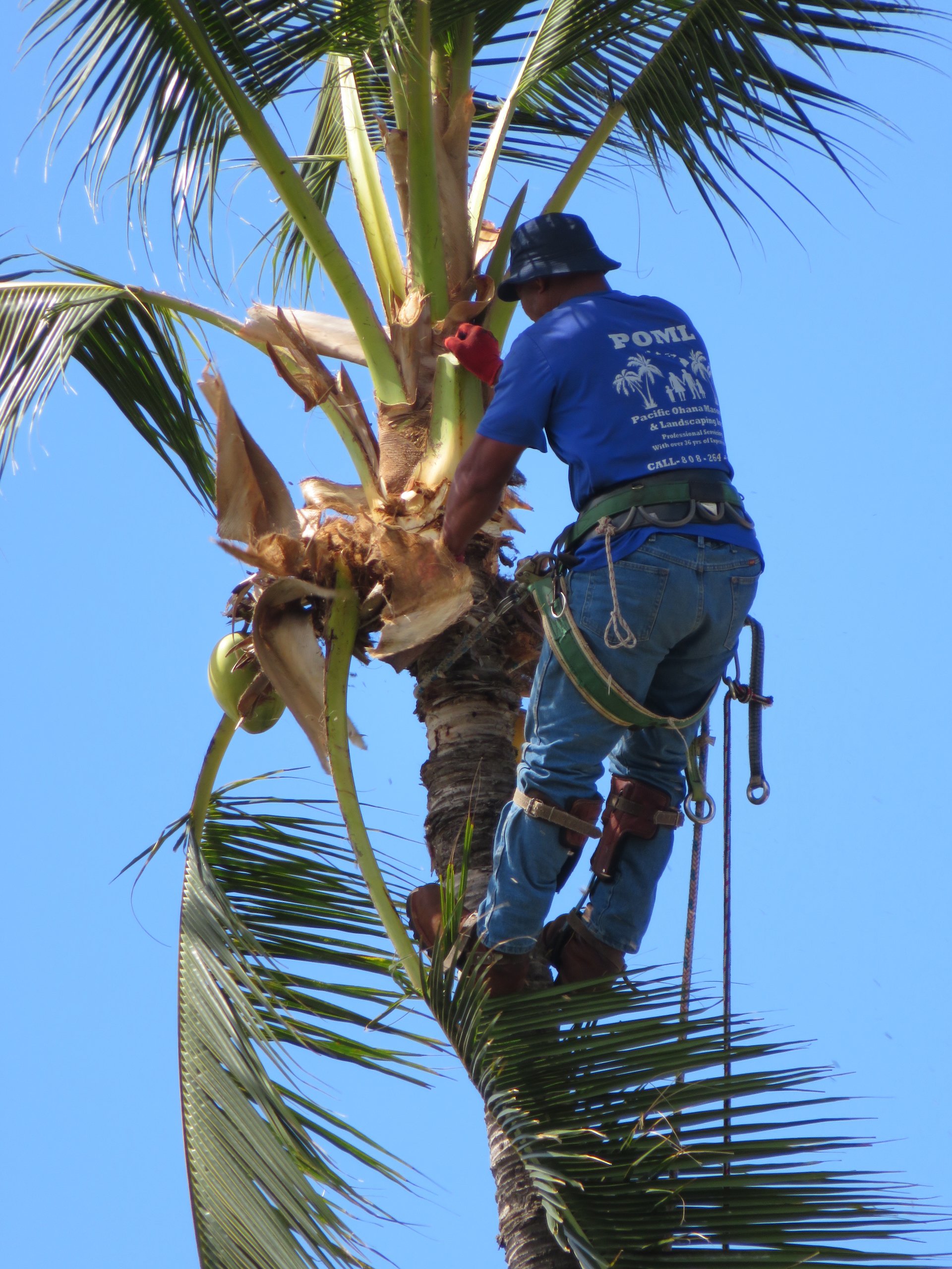  Hacking those coconuts down! 