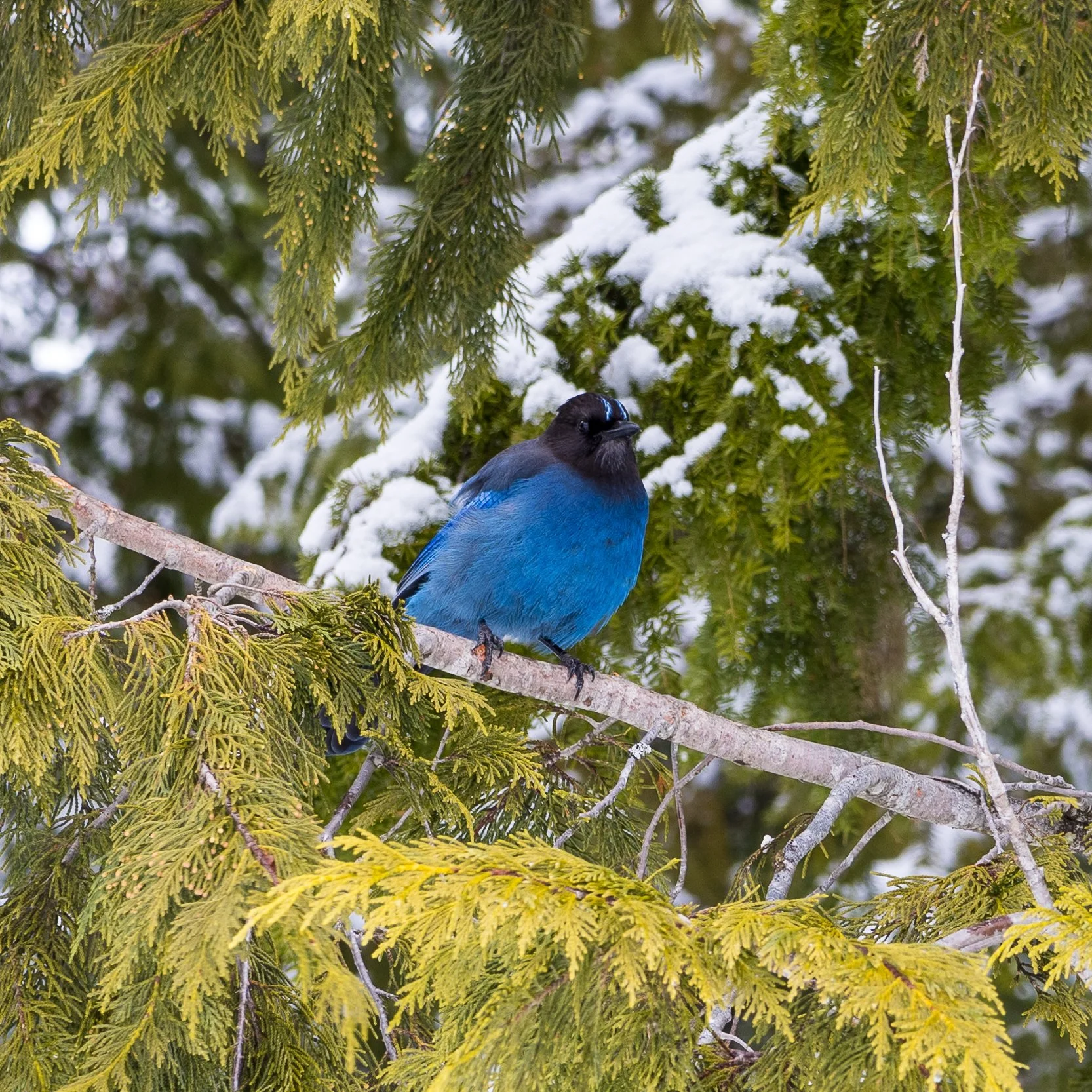 2023 03 Squamish - 33.jpeg