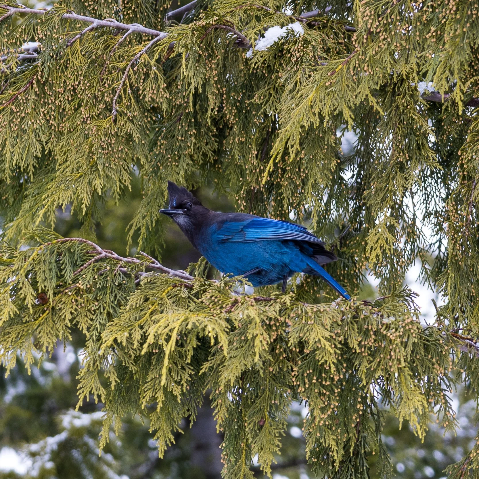 2023 03 Squamish - 34.jpeg