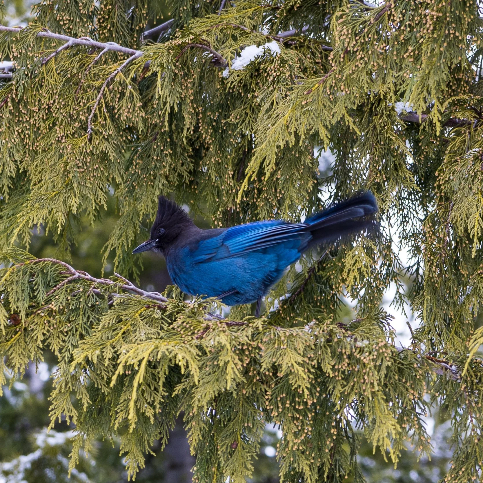 2023 03 Squamish - 35.jpeg