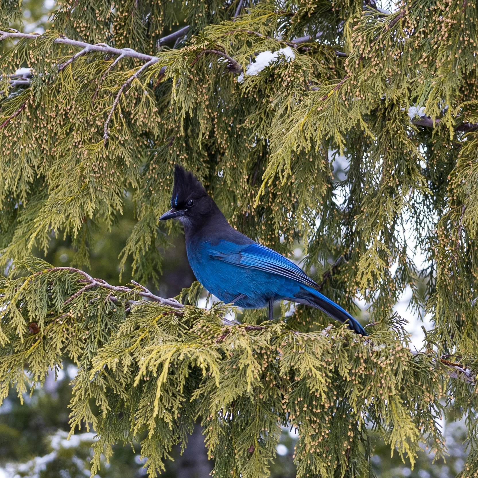 2023 03 Squamish - 36.jpeg