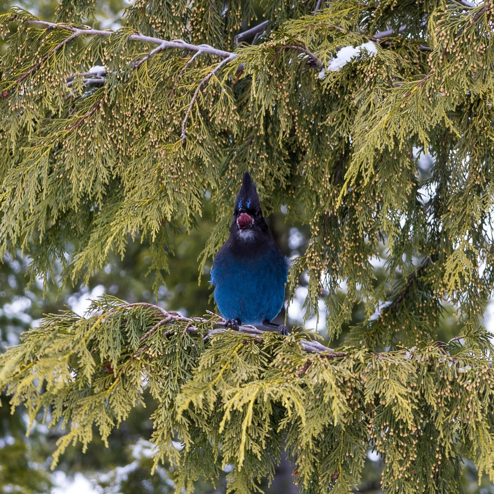 2023 03 Squamish - 37.jpeg