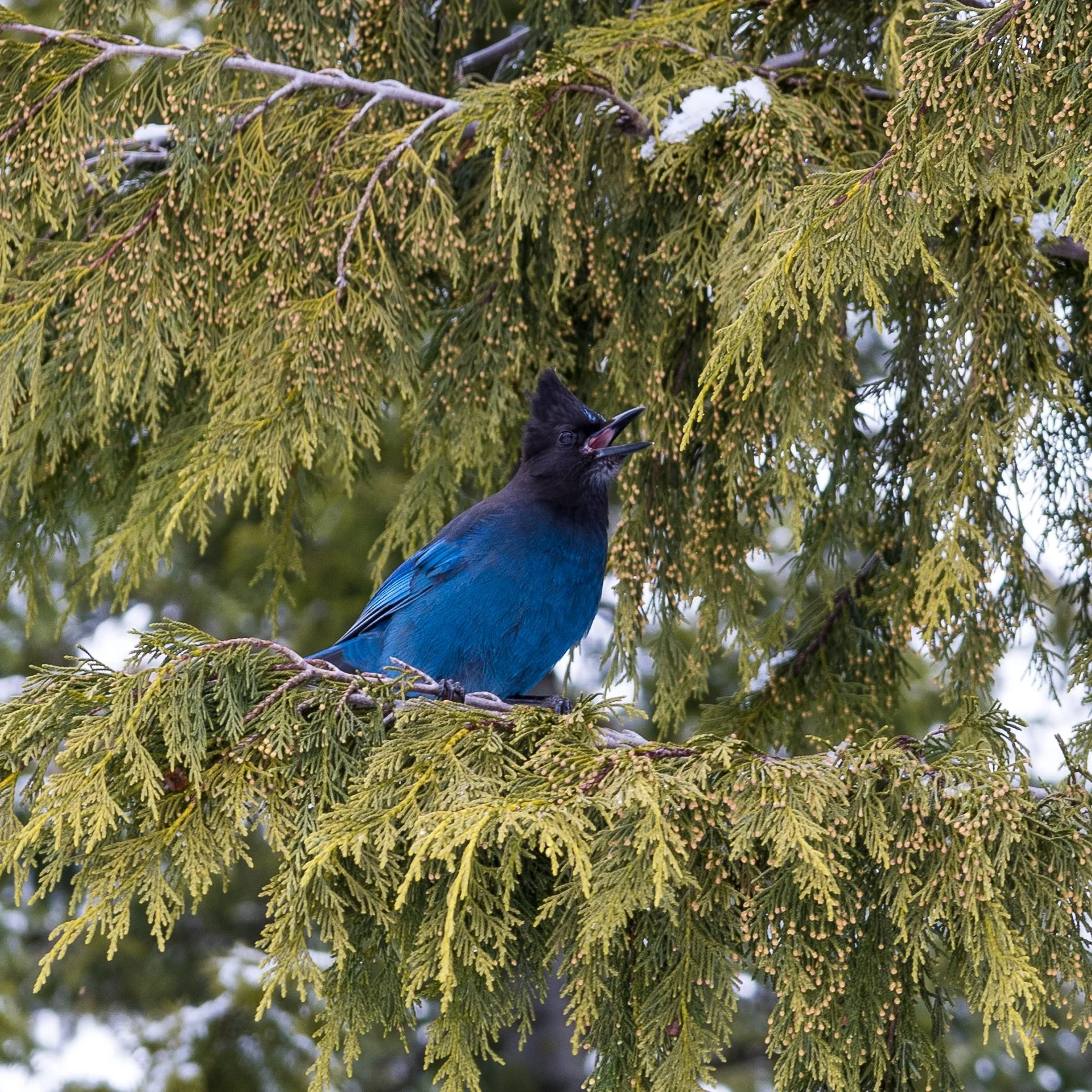 2023 03 Squamish - 39.jpeg