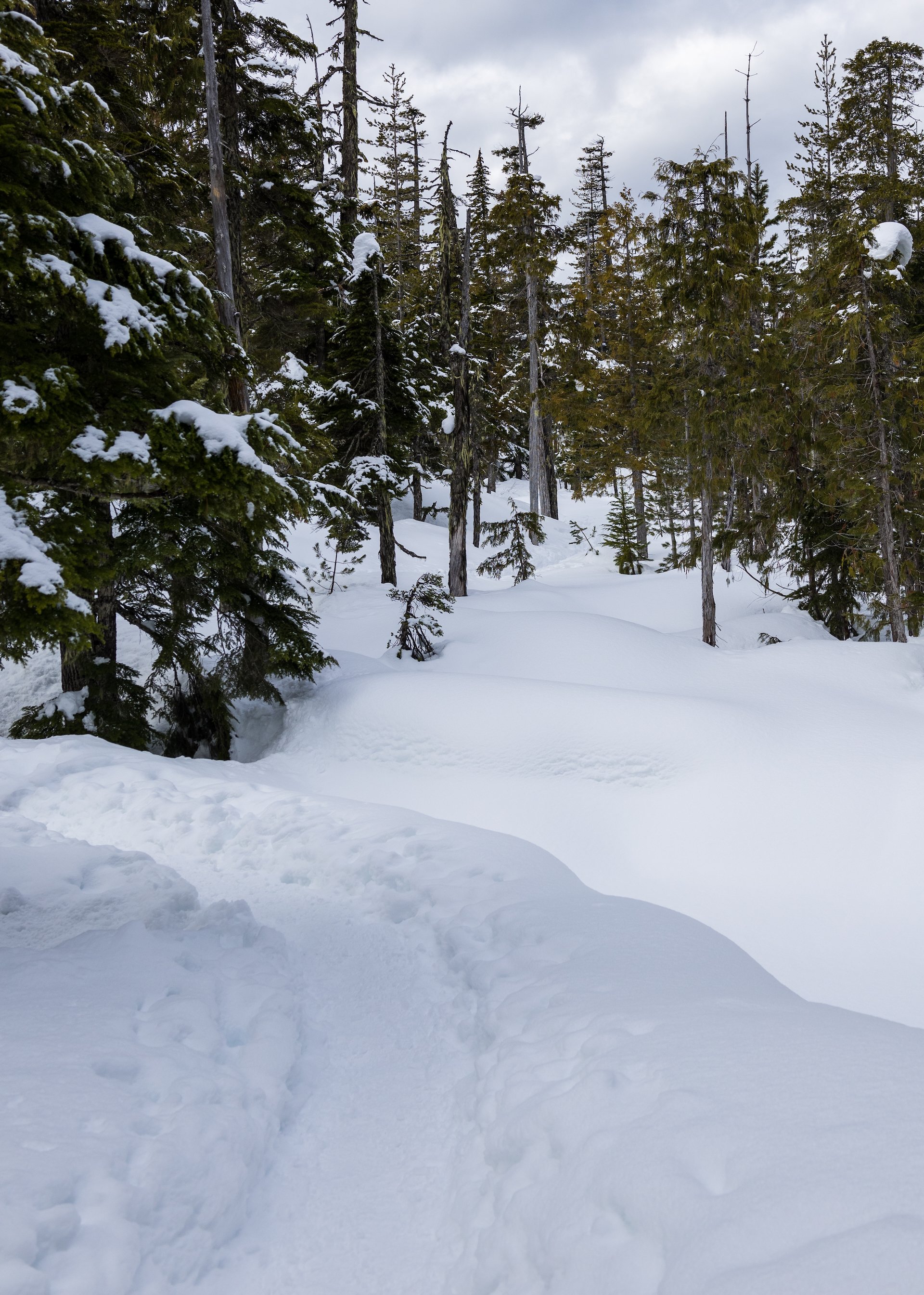 The trail was nice, winding through the forest out towards the overlook.