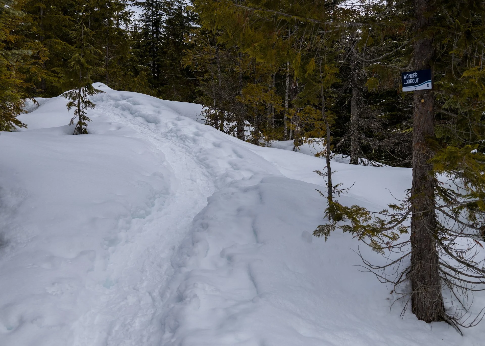 The trail through the forest was quite nice.