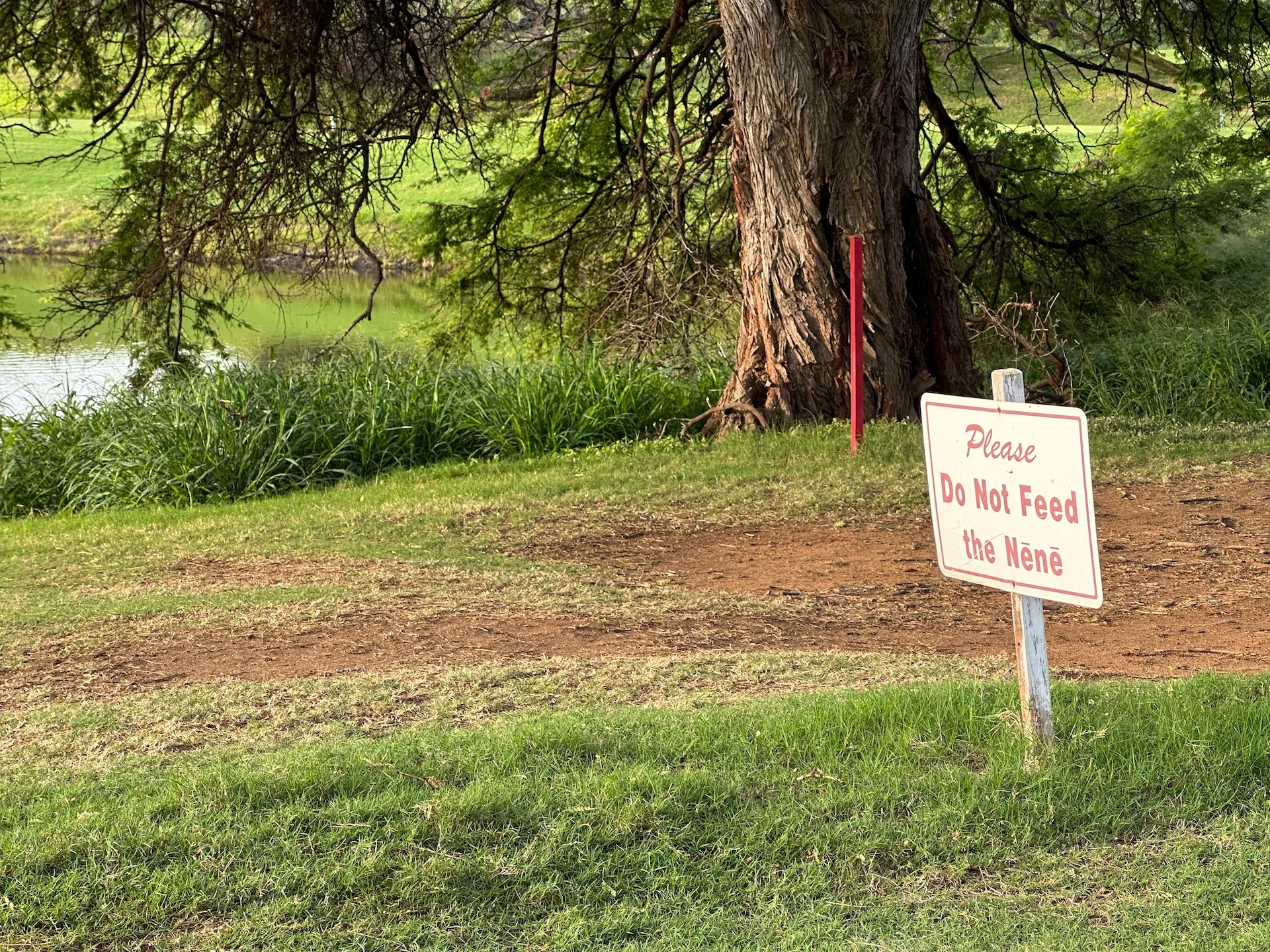  Nene are the super-rare, endangered Hawaiian geese. I came across this sign on what was probably my favorite hole on the golf course.   