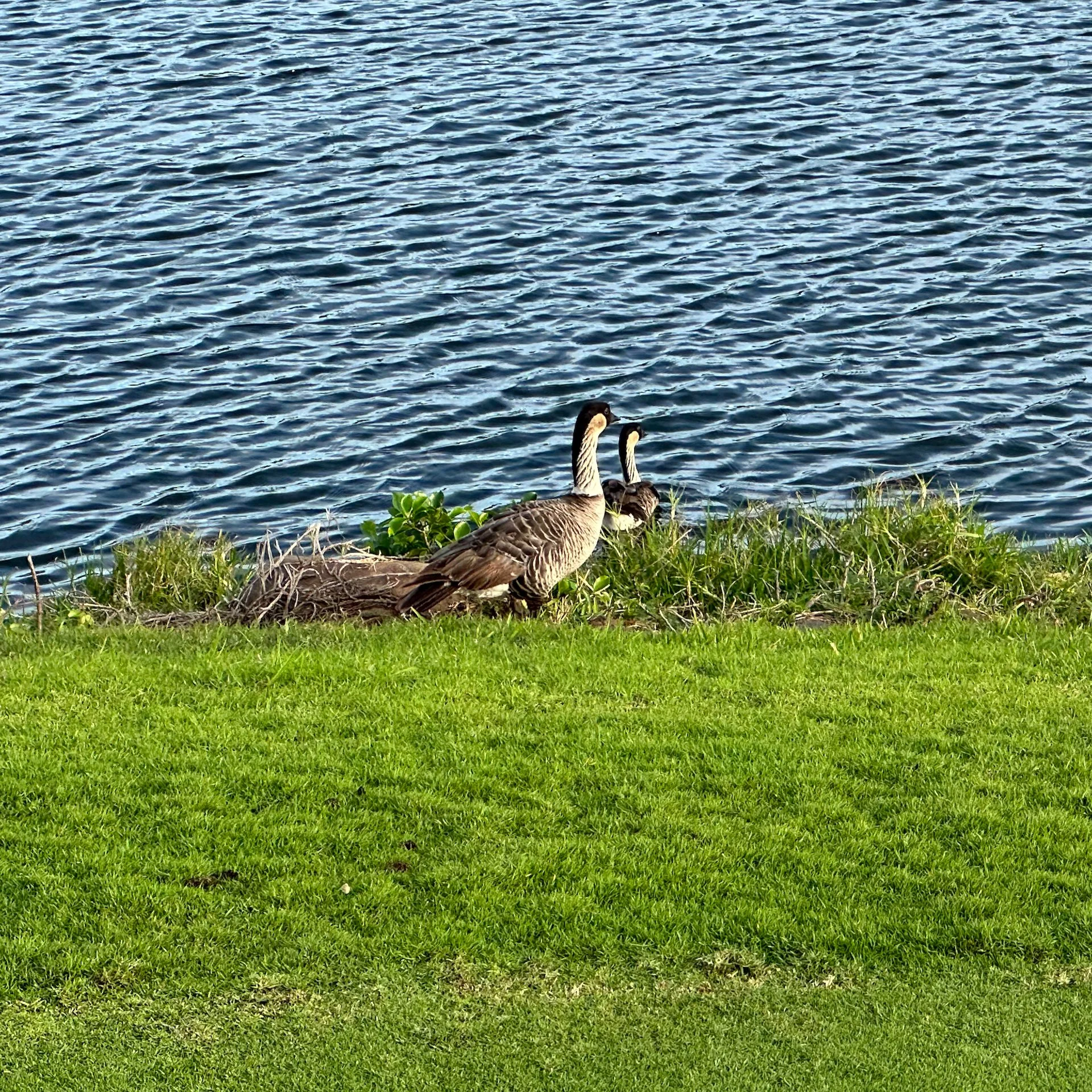  Nene! I did see a couple of them on the course. 