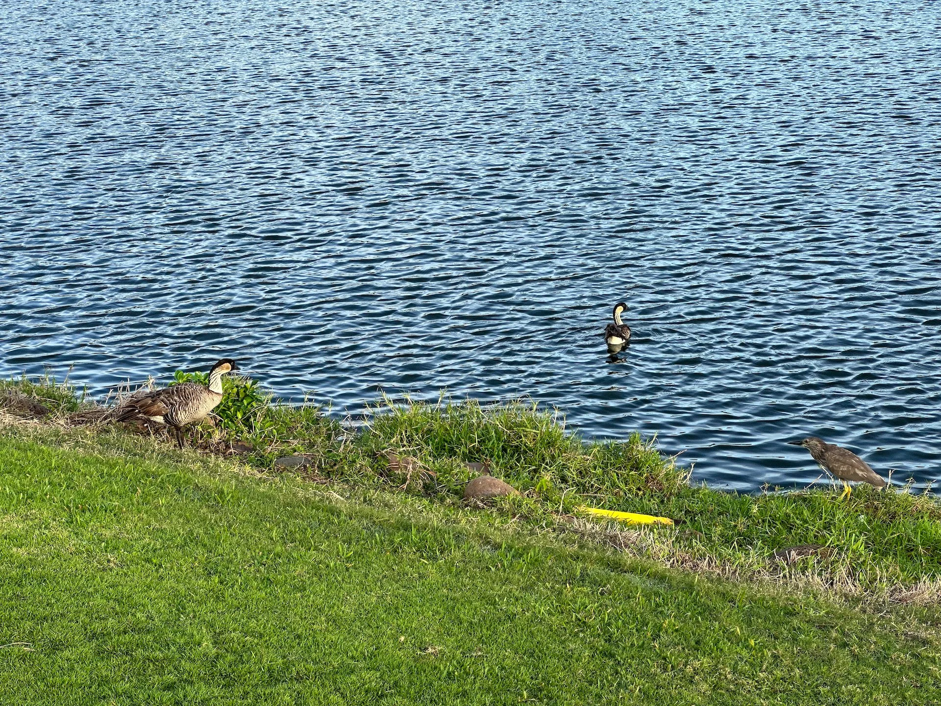  Two nene and a female black-crested night heron.  