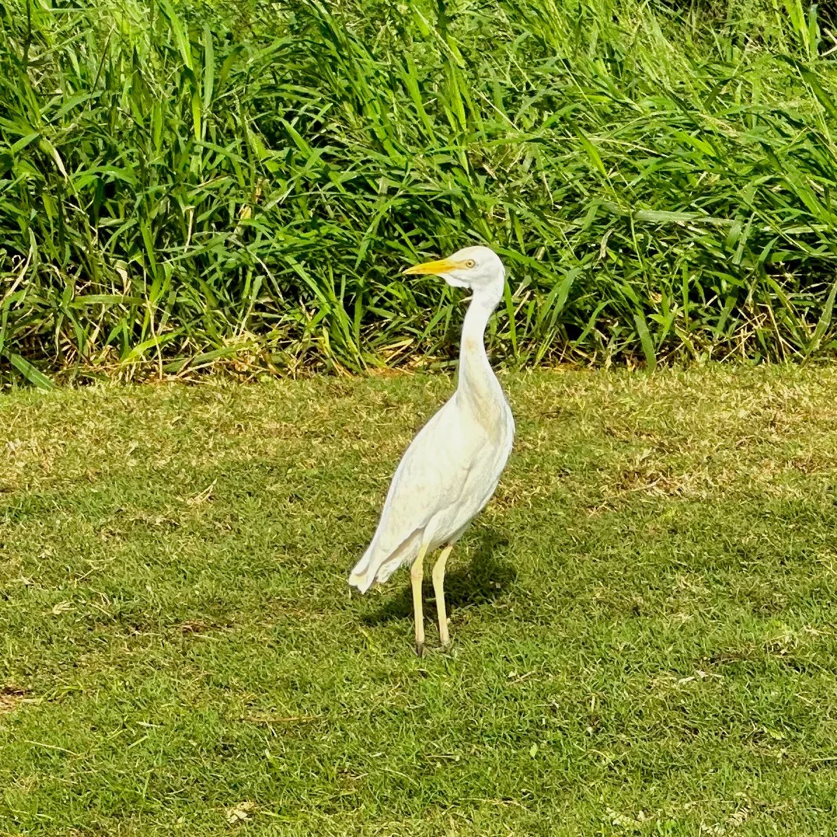  There were a ton of cattle egret all over the course. 