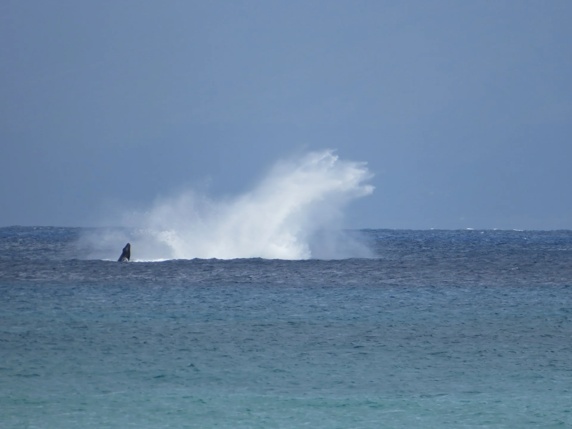  The calf attempting a breach after mom made a big splash. 