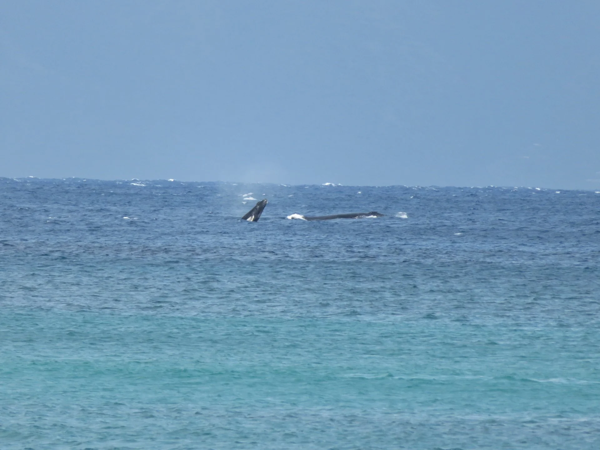  The calf breaching again, with mom at the surface. 