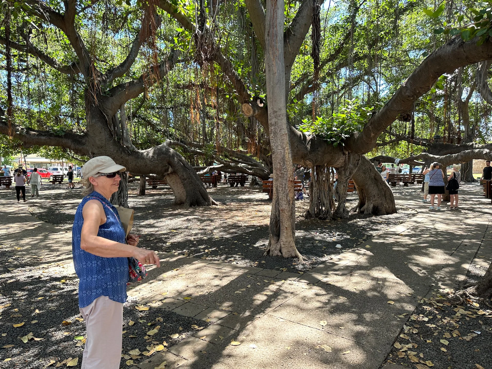  Mom under a piece of the banyan tree. 