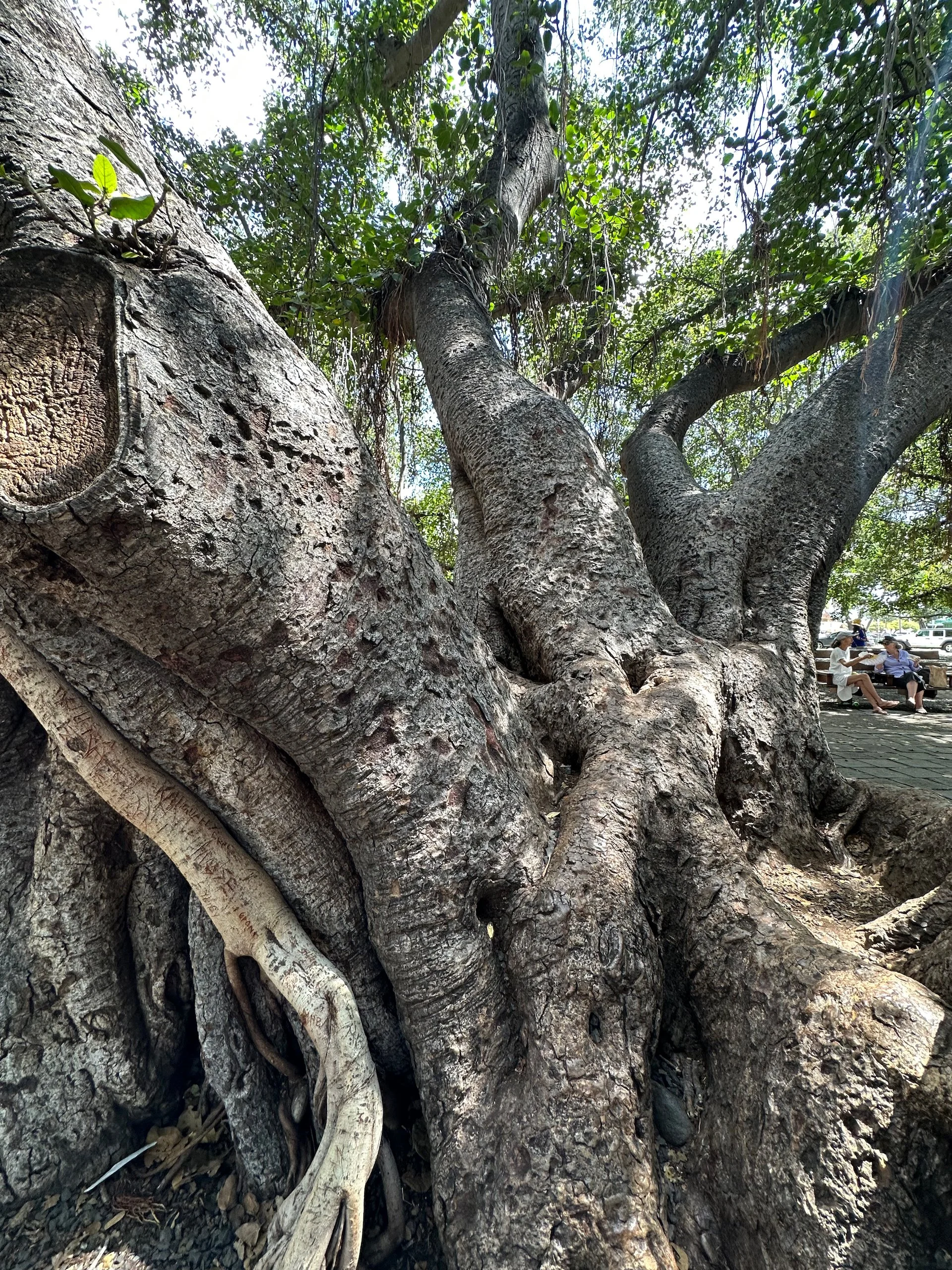  The main trunk - photos just can’t capture the scale of the thing.  