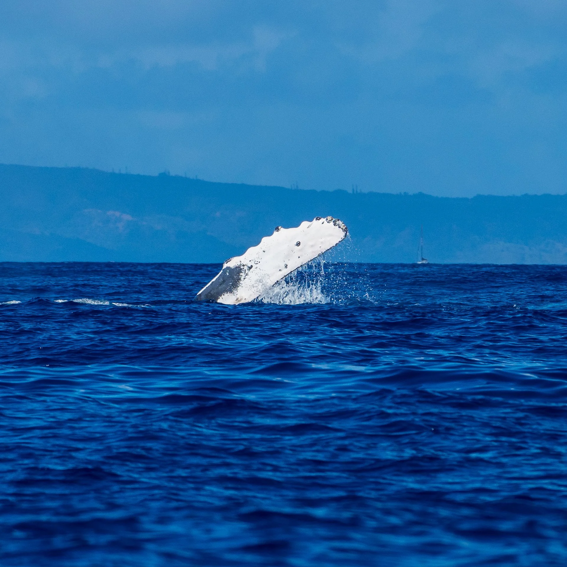  This group were pretty active with the pectoral fin slaps. 