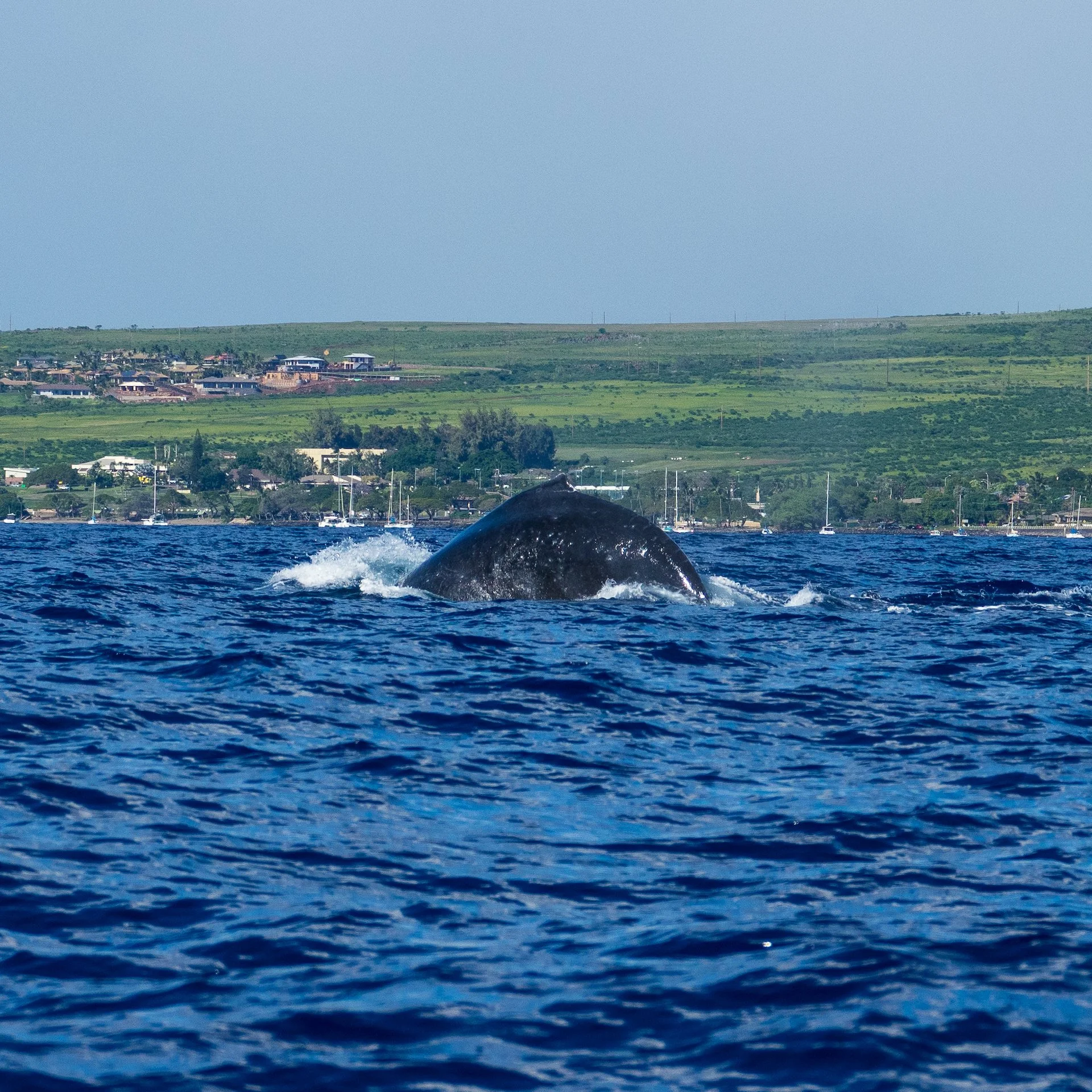  More “humpbacks”.  
