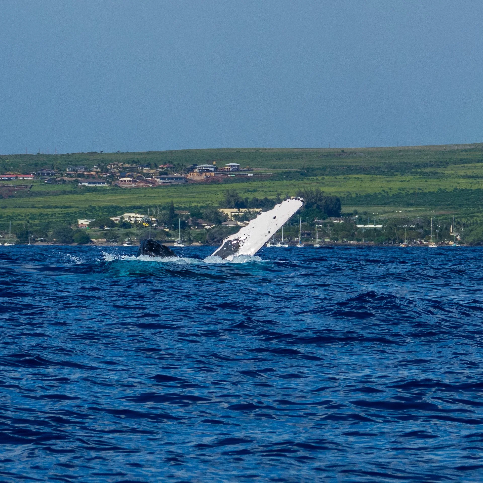  Whale face and pectoral fins together.  
