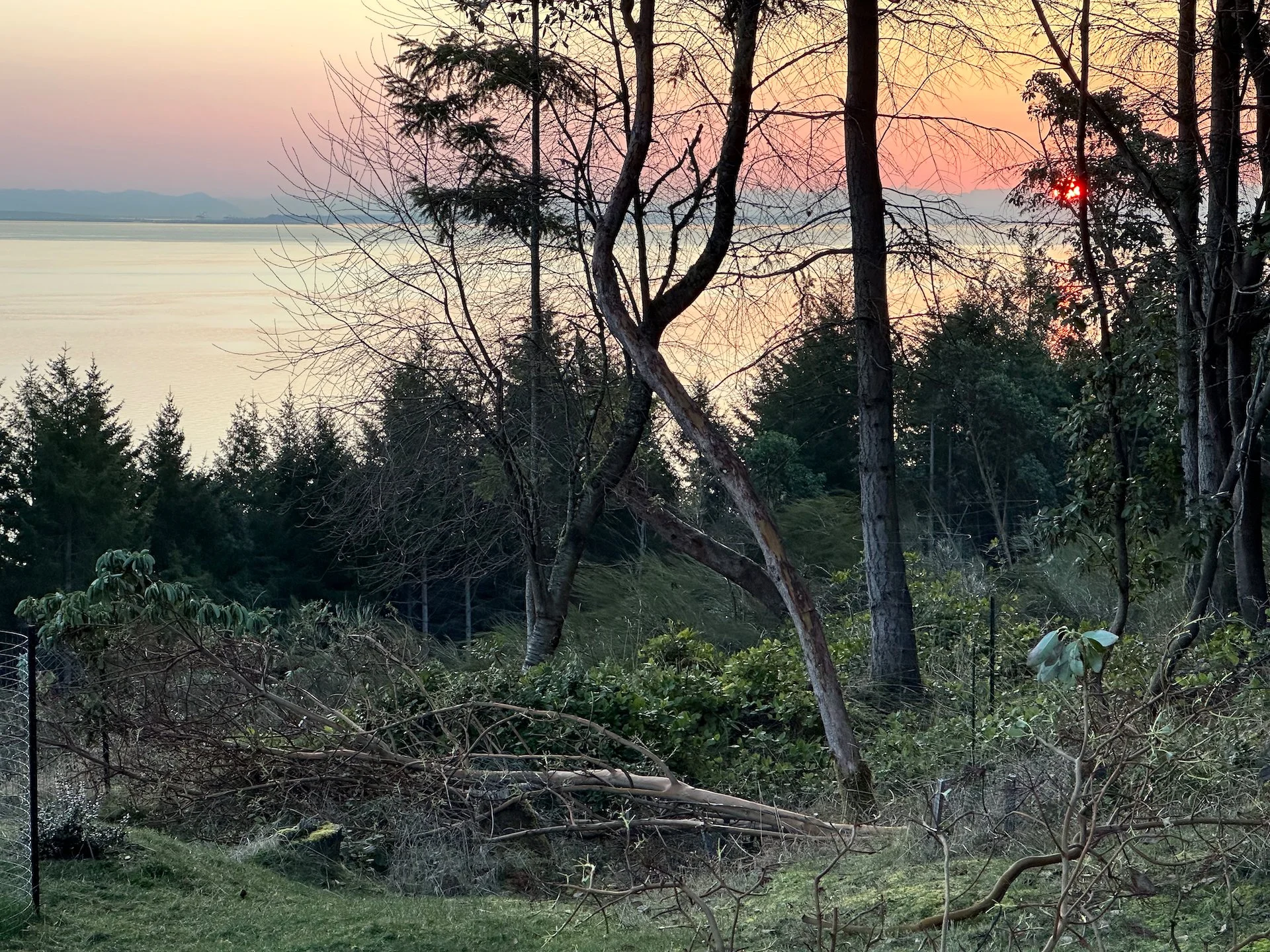  This was the top of one of the nice Arbutus trees in front of the cottage. 