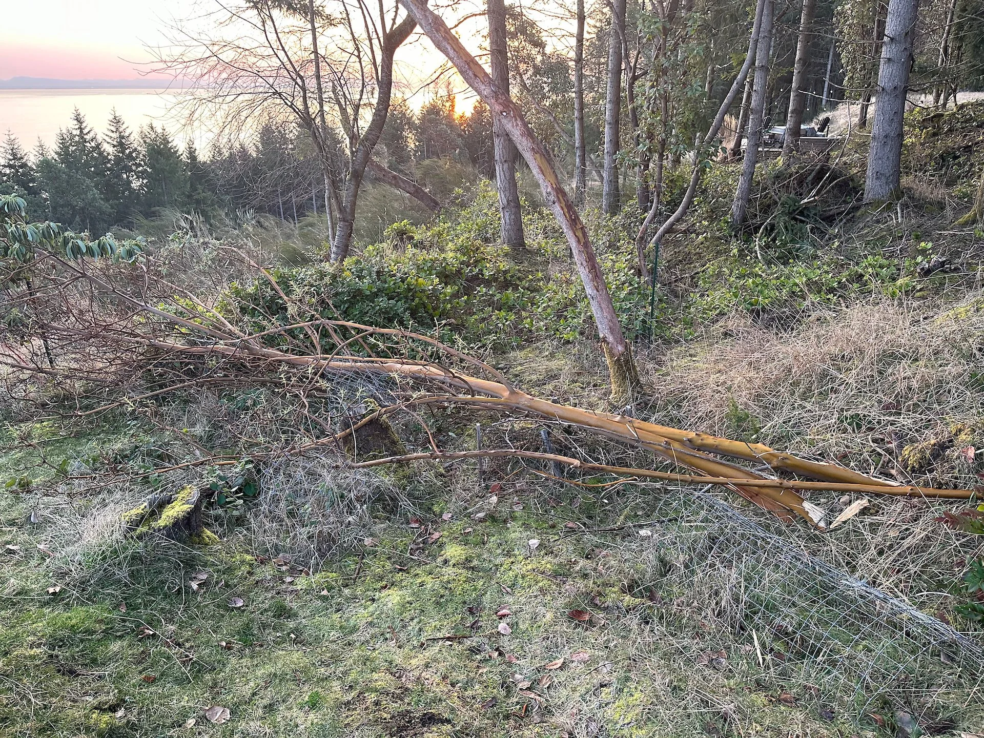  When the top came down, it crushed a bunch of smaller trees we had planted. INcluding taking the top off one of our loverly coral maples.  