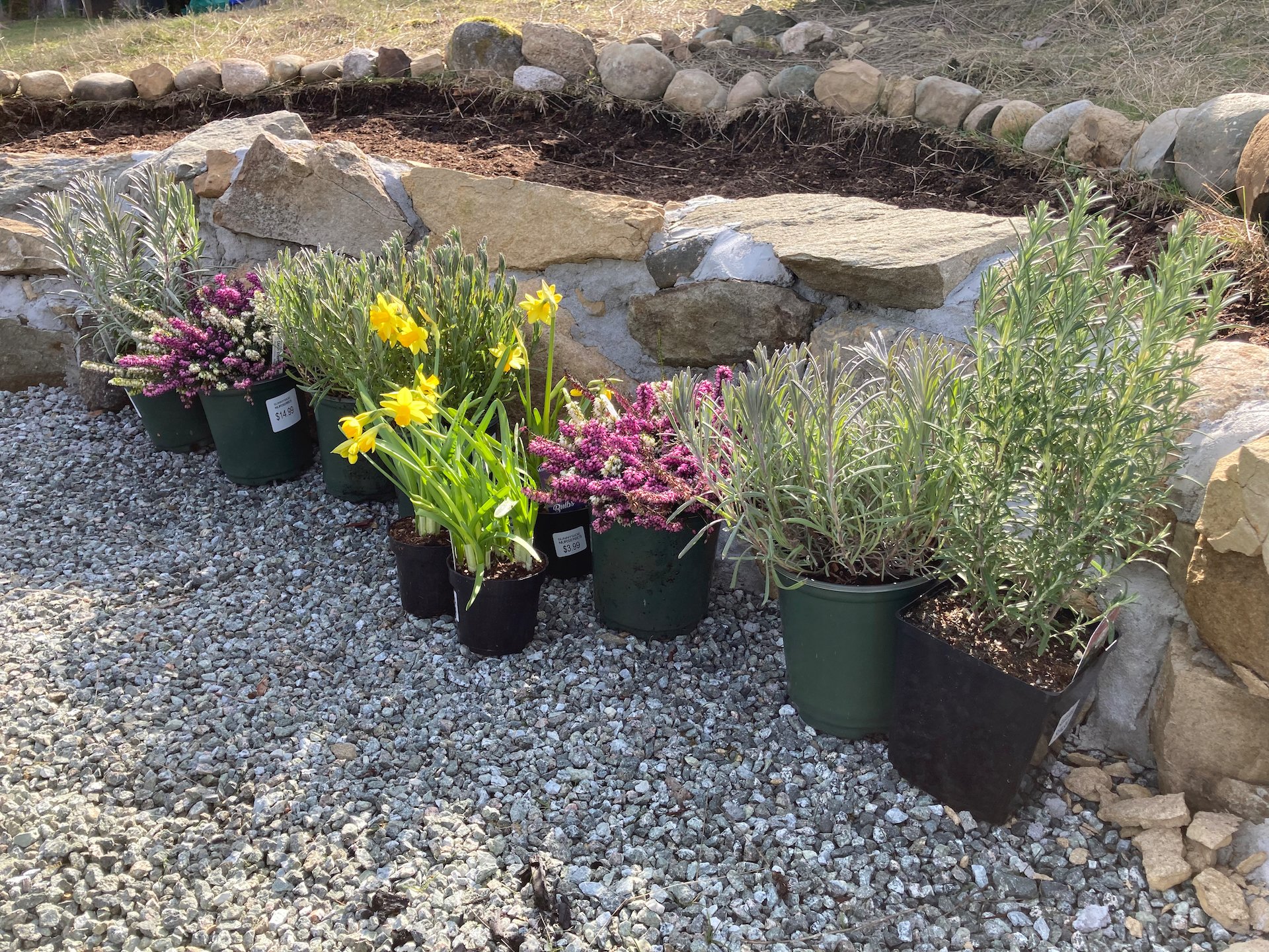 The flowers ready for planting. Hopefully the deer will leave these alone… 