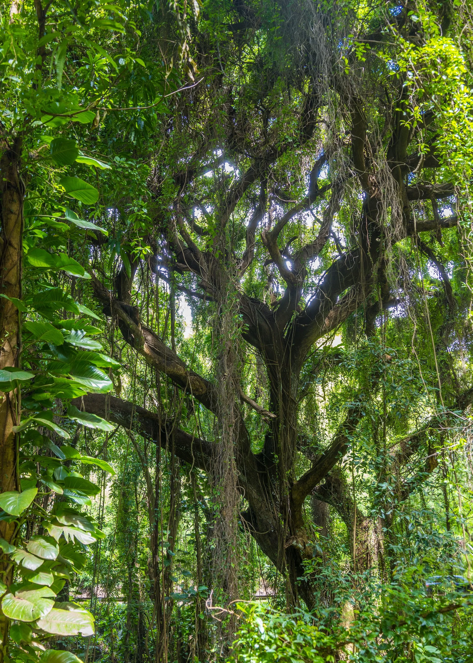  There’s something special about tropical rainforests.  